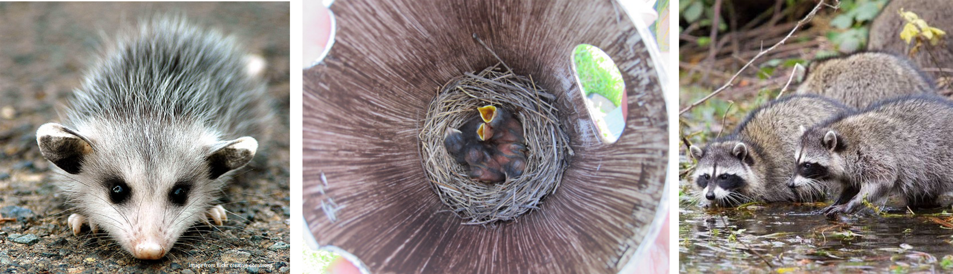 Opossum, bird nest, and raccoons; animals in nature.