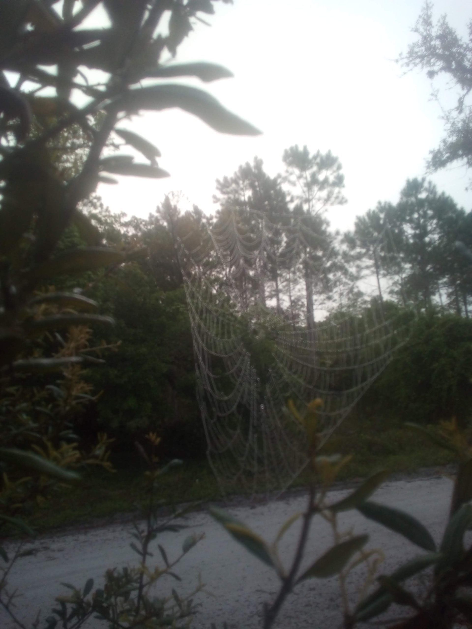 Tree branches and a sagging net fence beside a road at dusk.