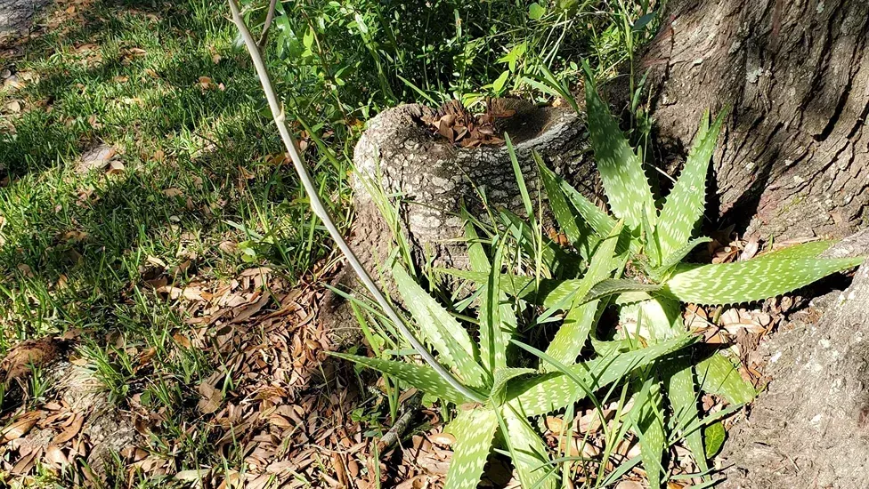 Green leafy plant growing beside a tree trunk on a patch of grass and soil