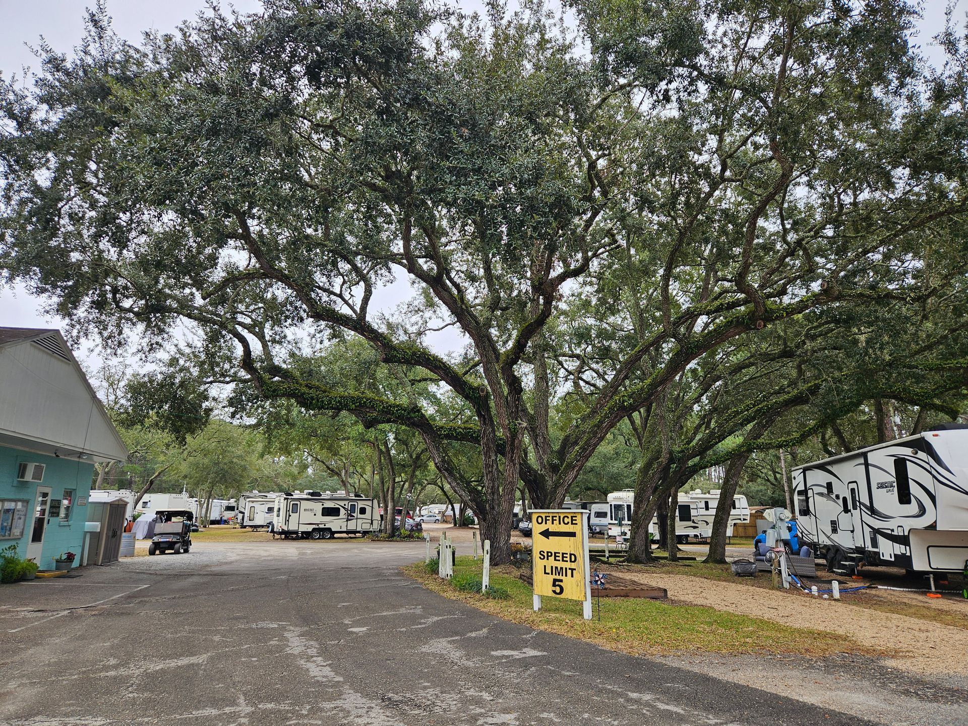 RV campground with a large oak tree, parked trailers, and a yellow sign near a gravel road