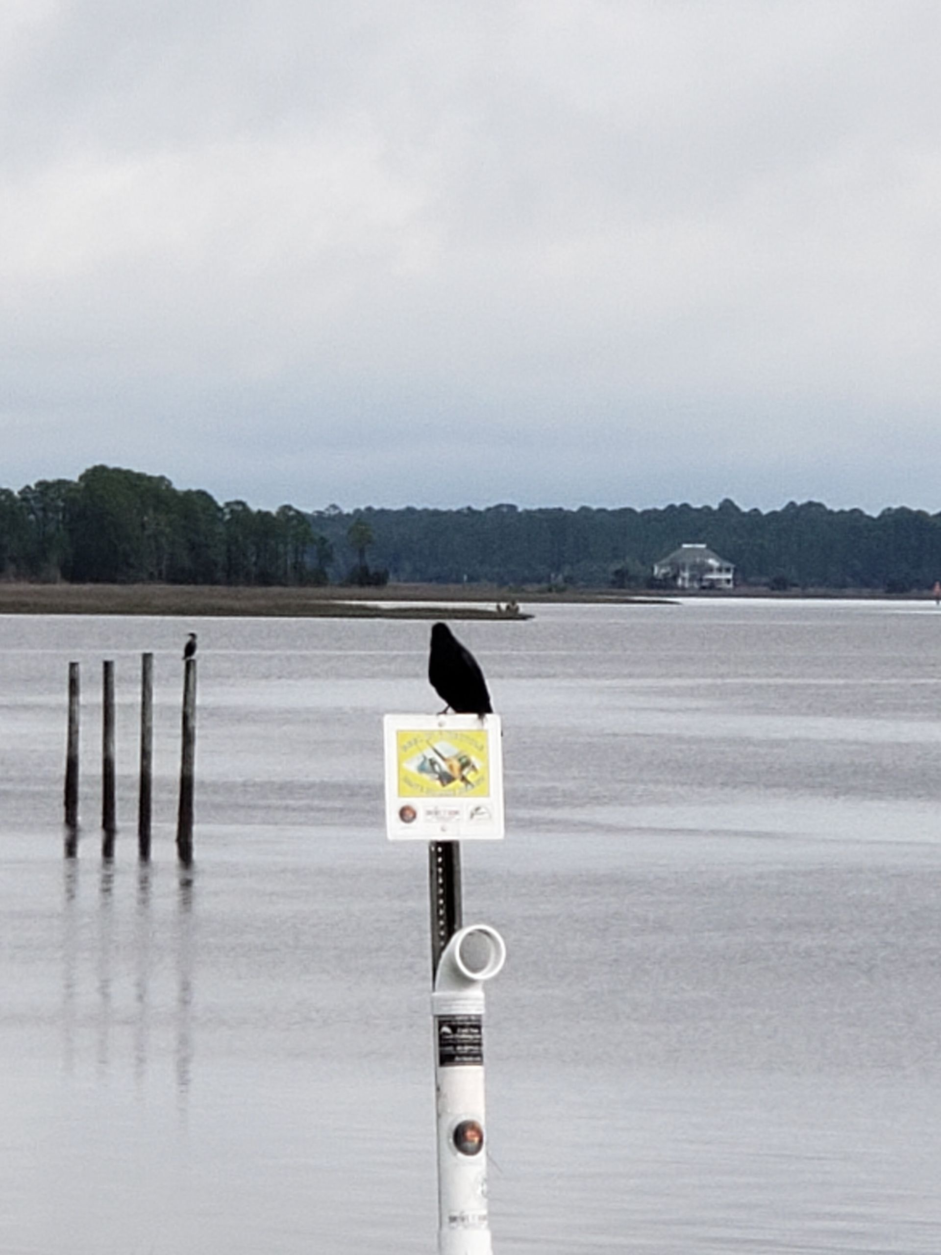 Black bird perched on a post above a flooded shoreline with calm water and distant trees