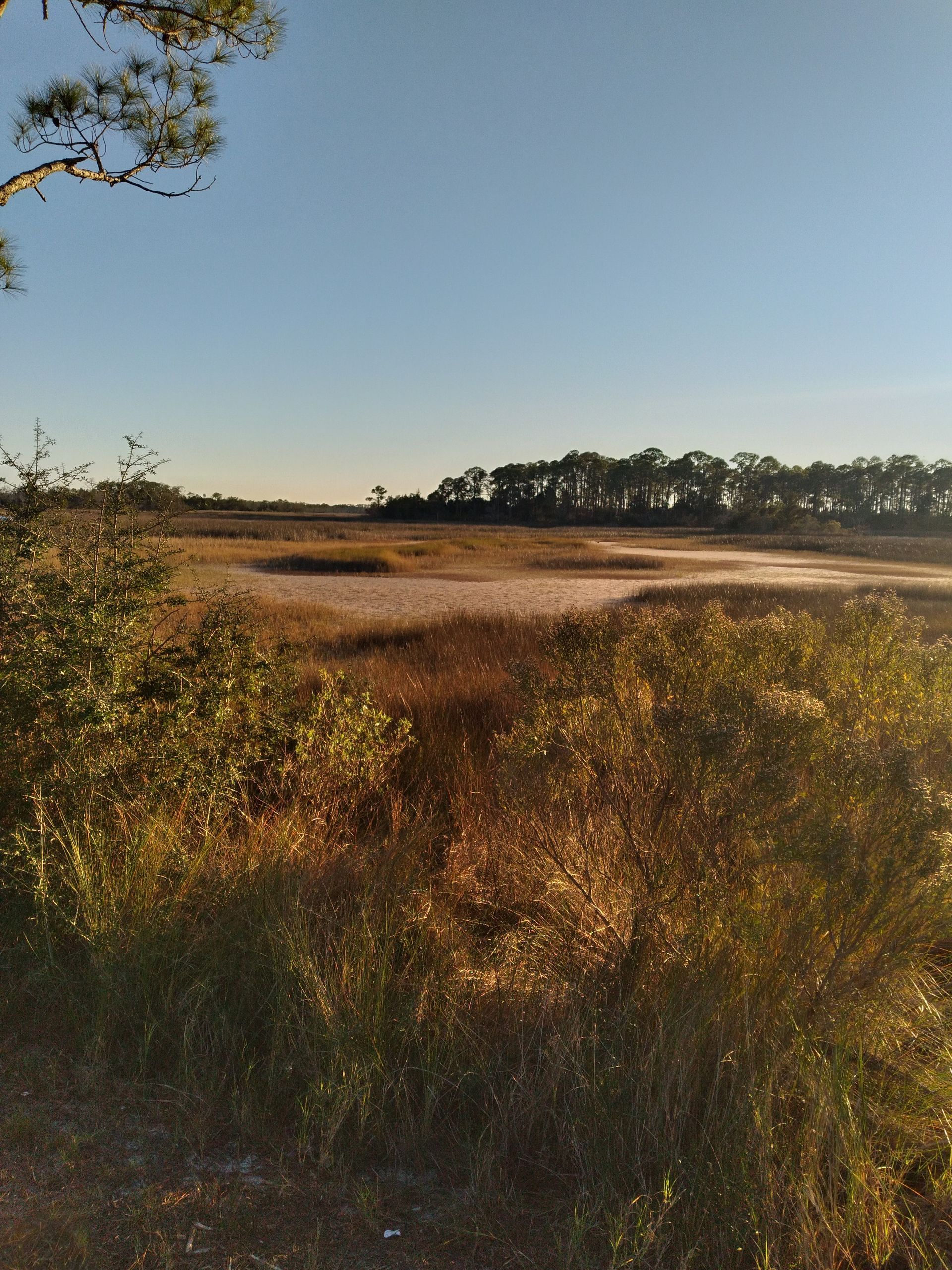 Sunlit marshland with golden grasses, shrubs, and a tree line under a clear blue sky