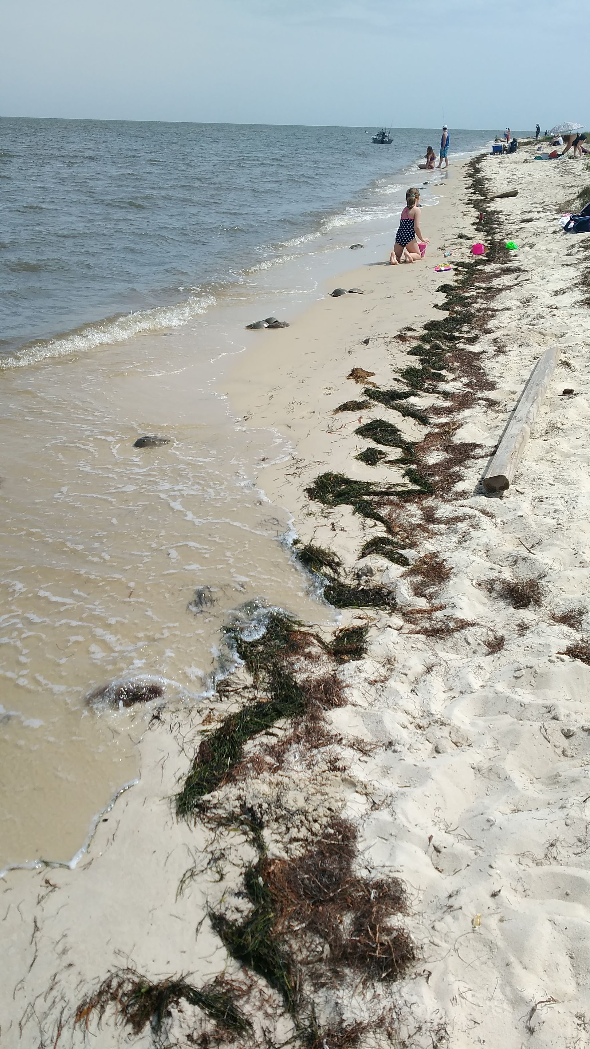 Sandy beach with seaweed line and a few people near the shoreline under a clear sky
