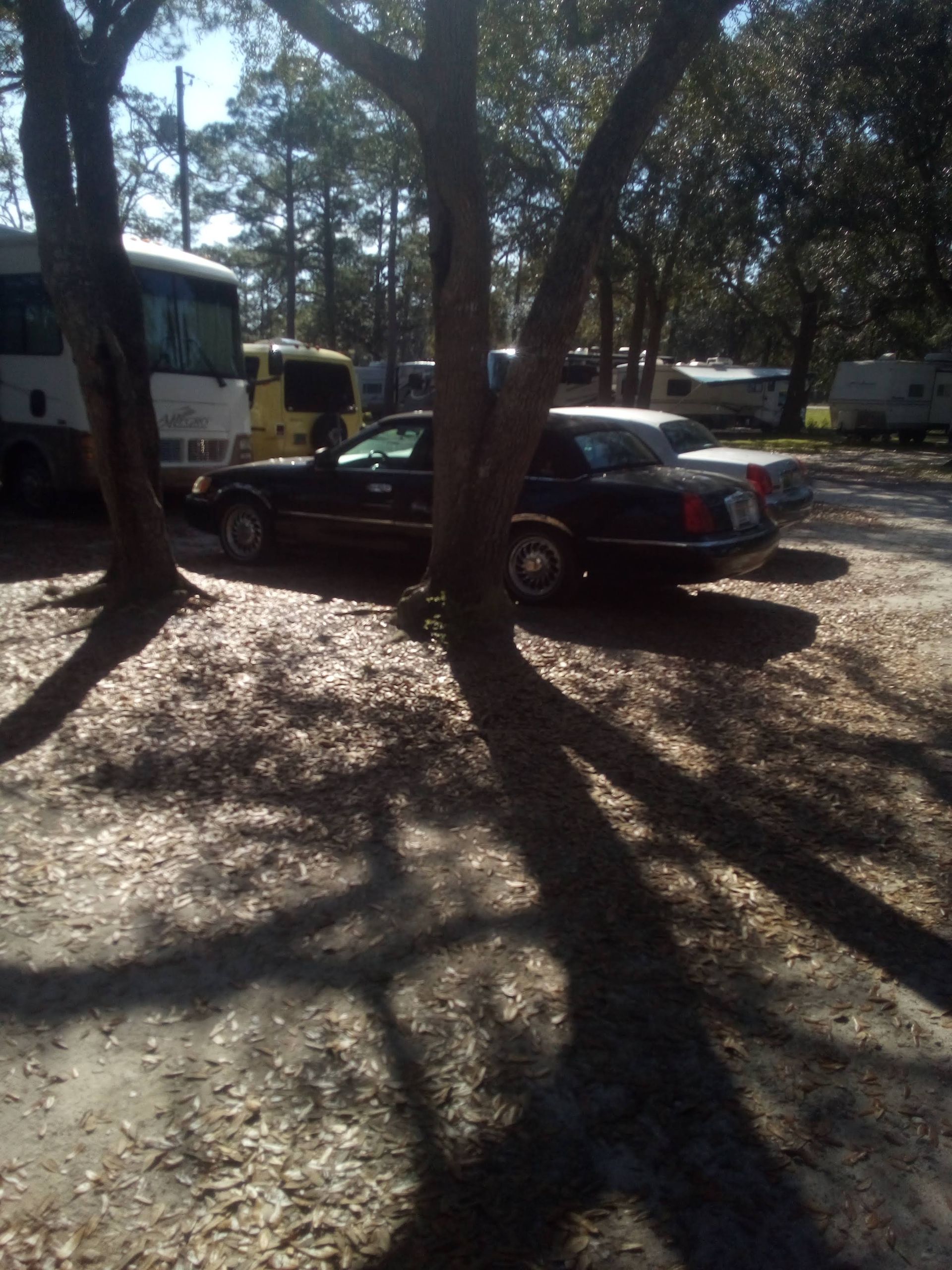 Parked black car beside a bus under tall trees, with long shadows on a dirt lot.