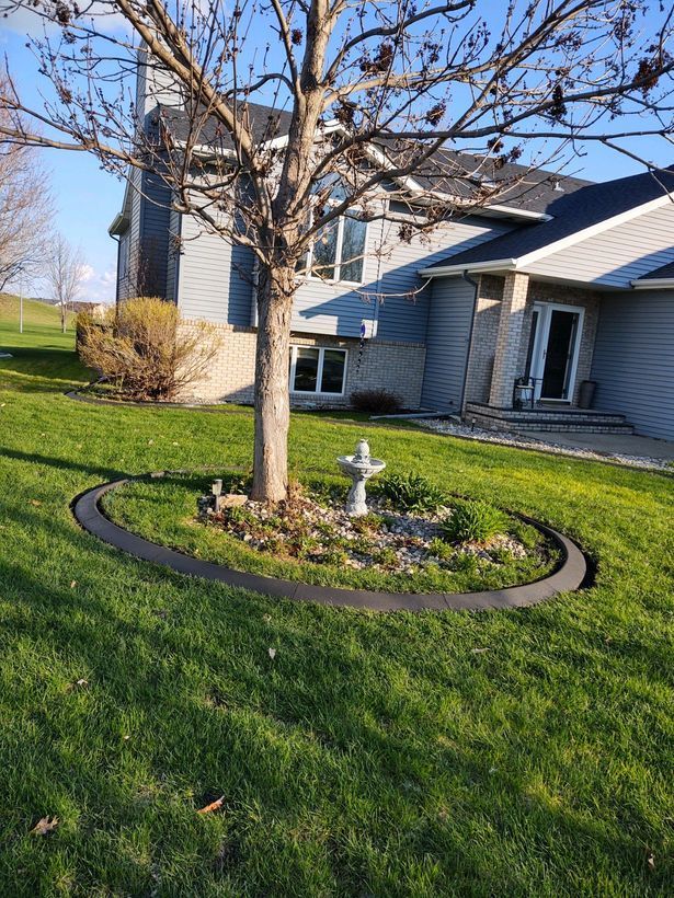 A tree in the middle of a lush green lawn in front of a house.