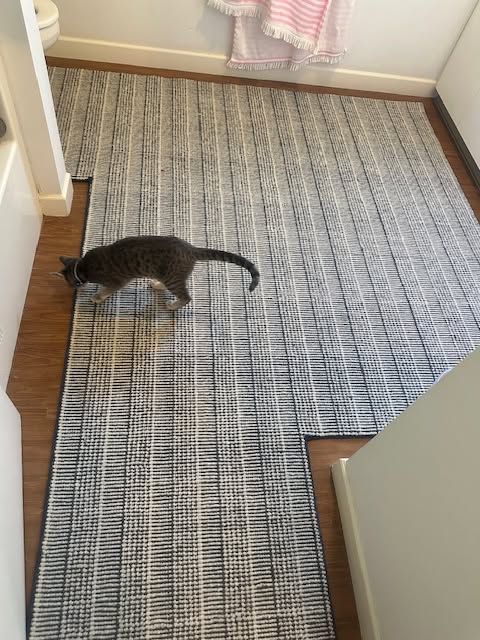Gray cat walking on a striped carpet in a hallway