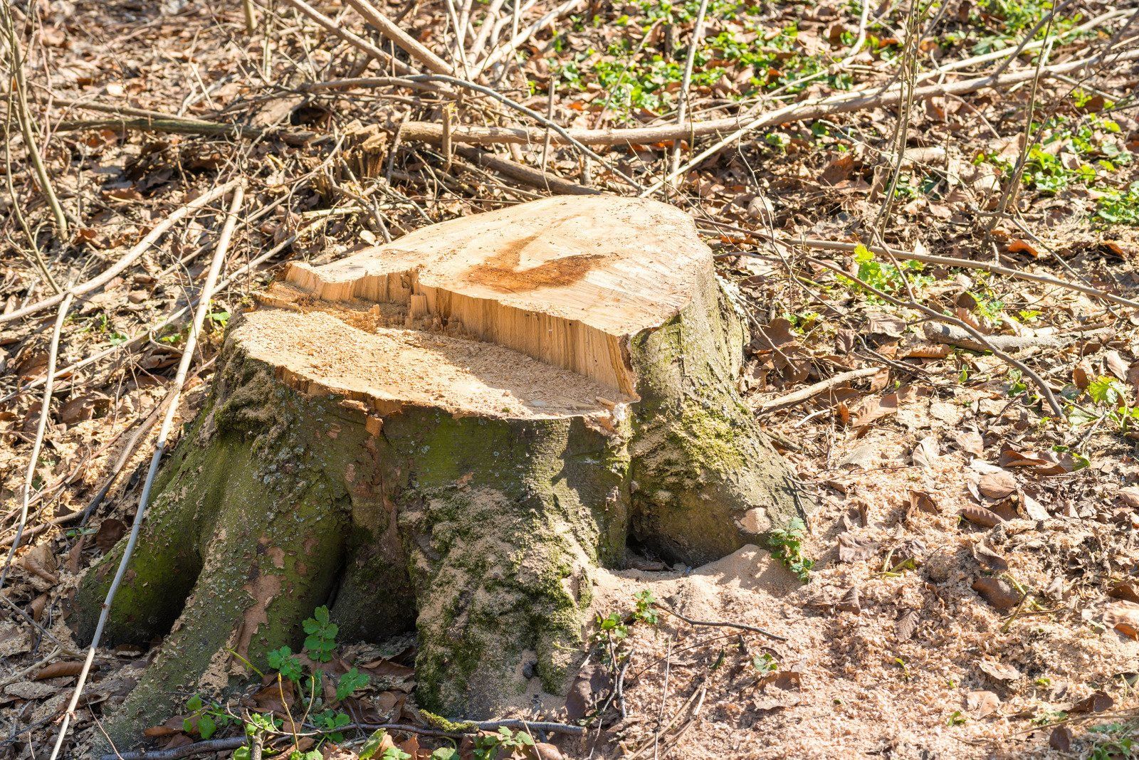 Yellow stump grinder on tracks, grinding a large tree stump in a yard, debris flying.