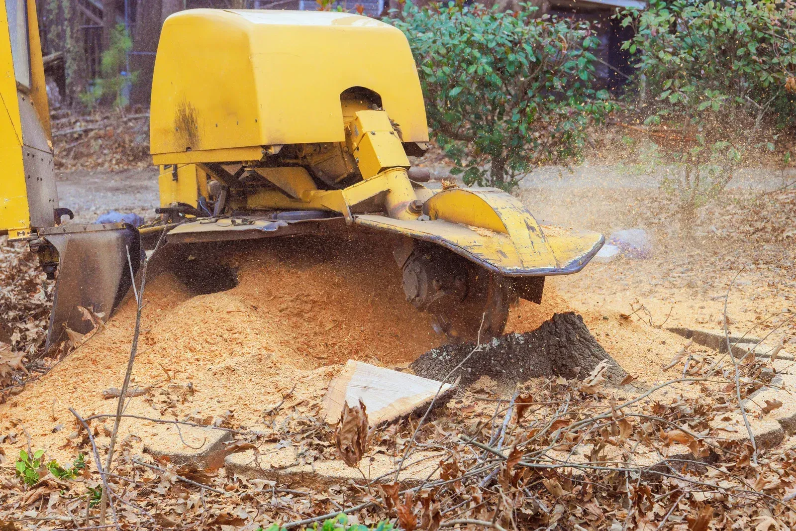 Yellow stump grinder pulverizes a tree stump, spraying wood chips.