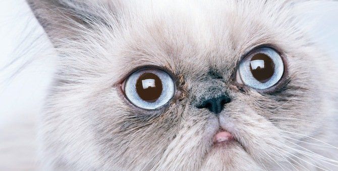 Gato filhote macho ou fêmea, mais tranquilo calmo, melhor para criança, melhor para apartamento