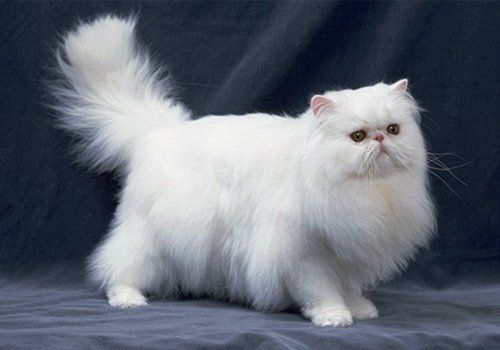gato branco filhote persa filhote himalaia filhote himalaio 