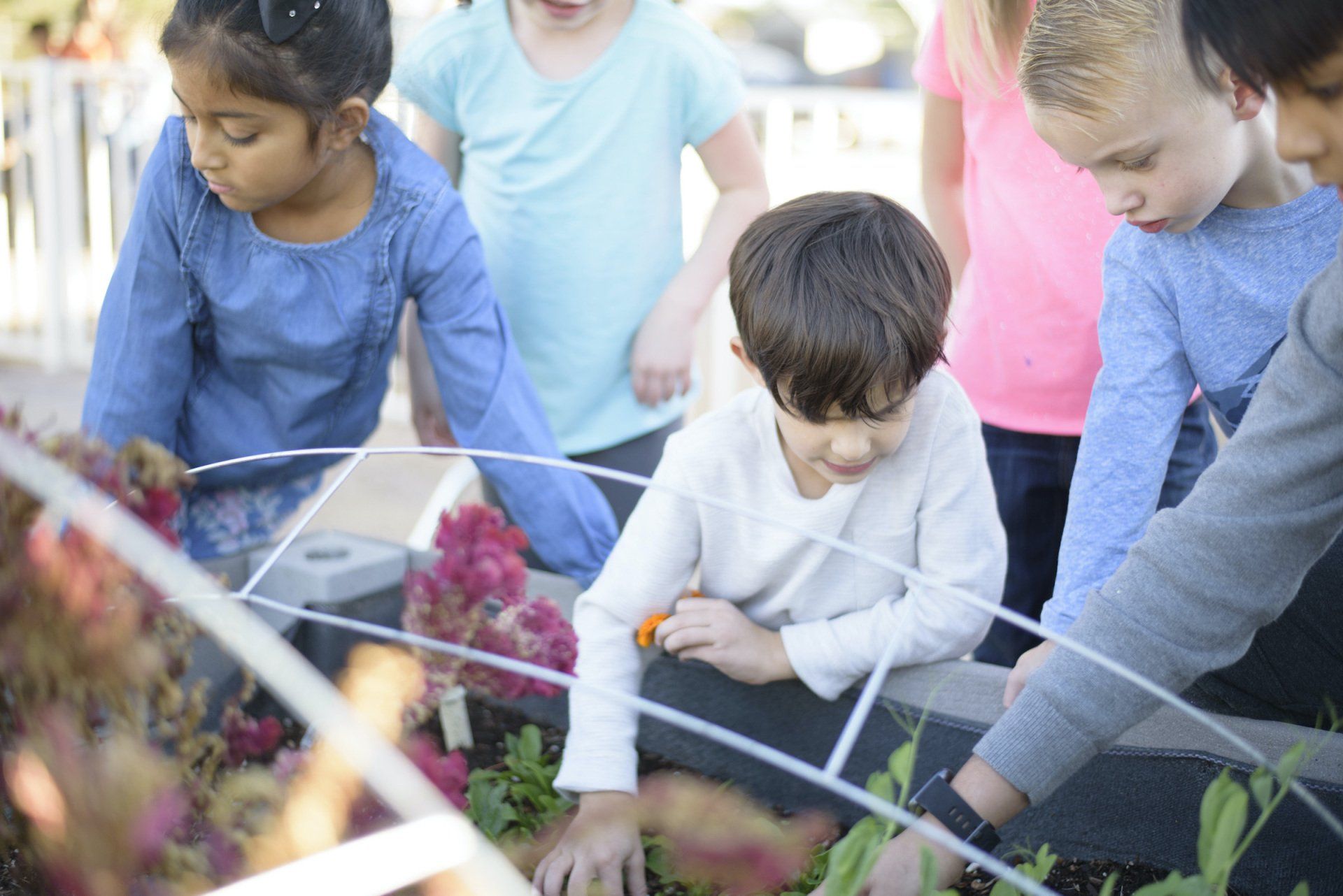 Montessori children working in the garden