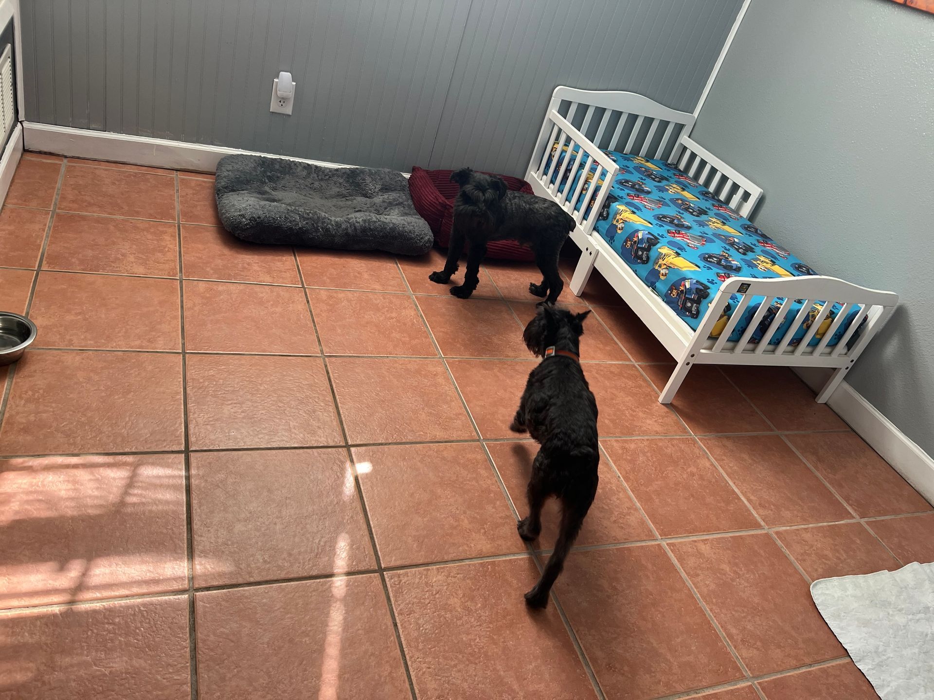 Three black dogs in a room, one on a bed, another near a toddler bed, and the third walking on a tiled floor.
