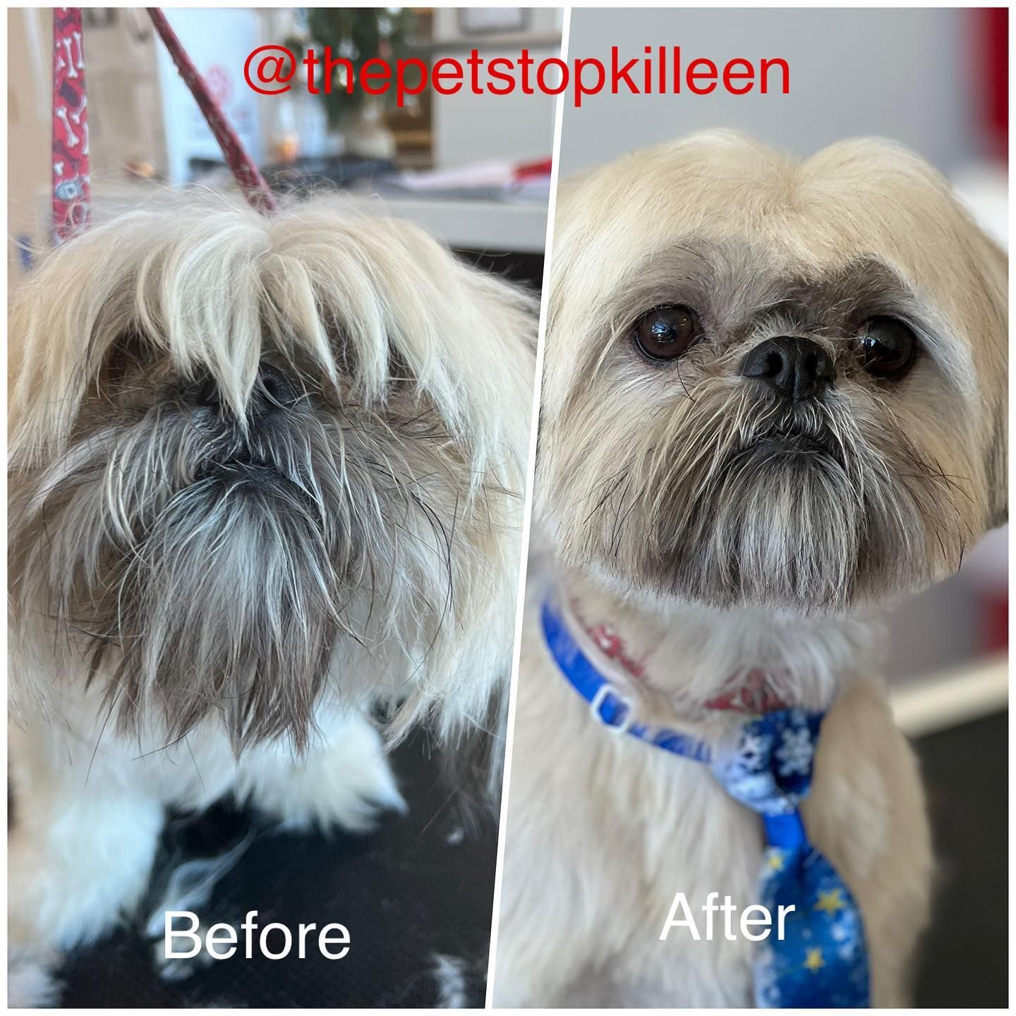 A shih tzu dog before and after a grooming session