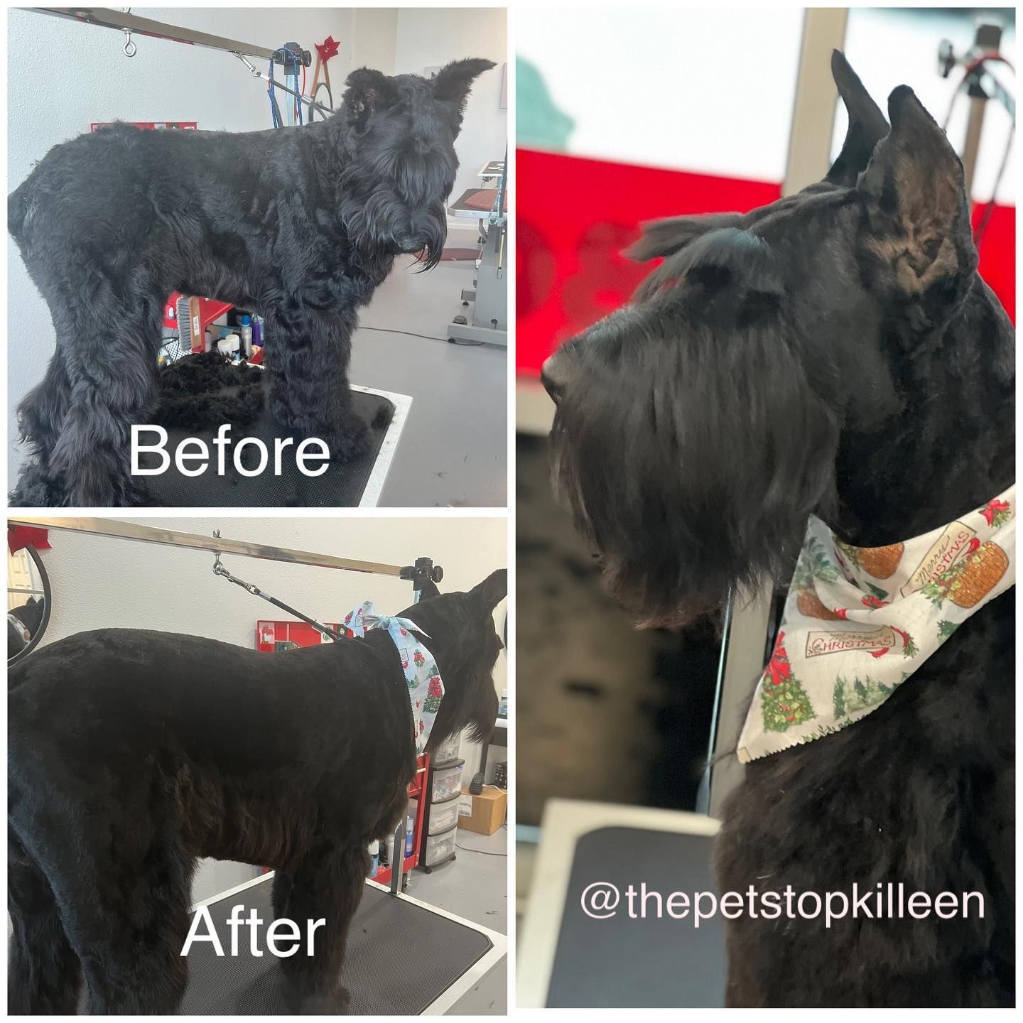 Dog before and after grooming