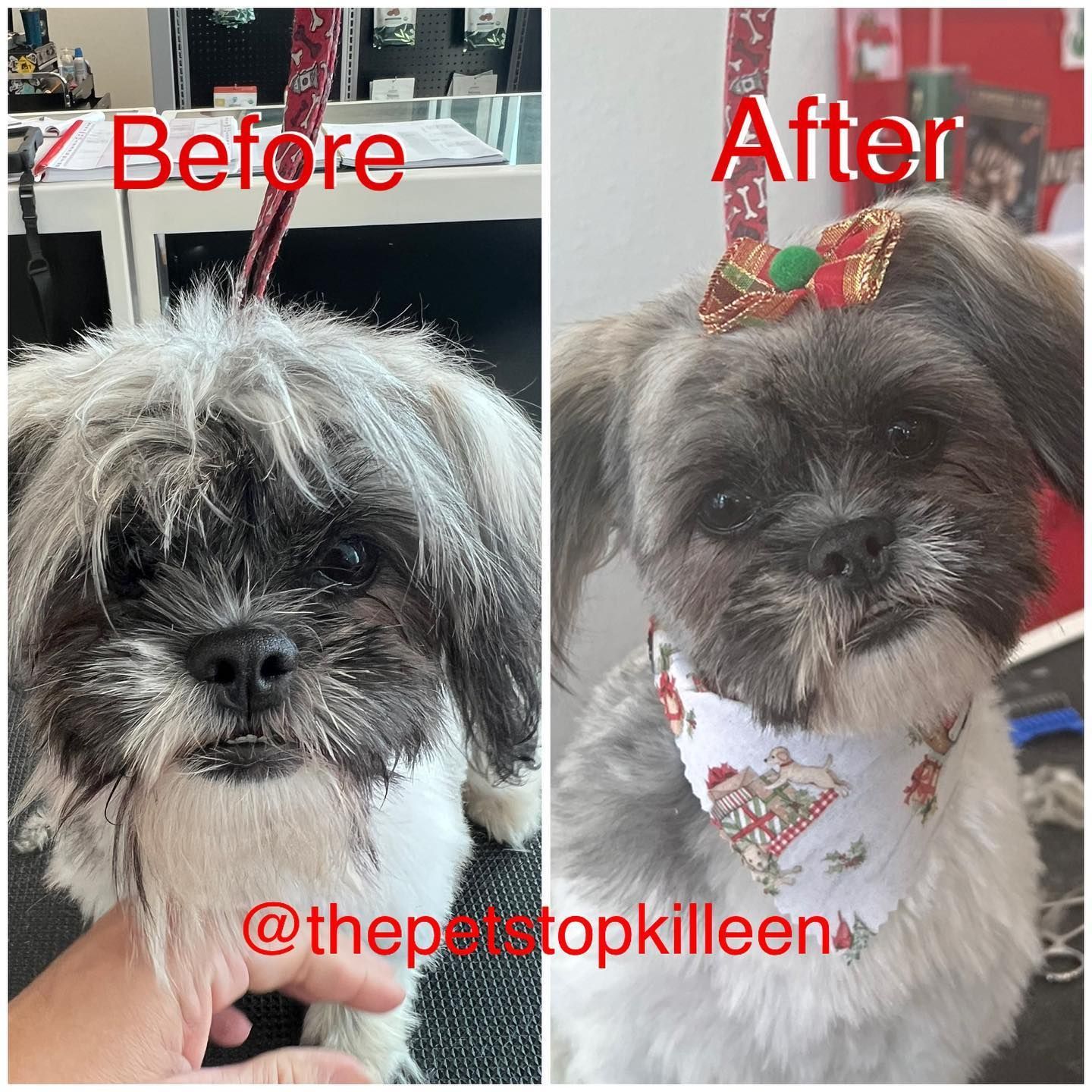 Before and after grooming of a shih tzu