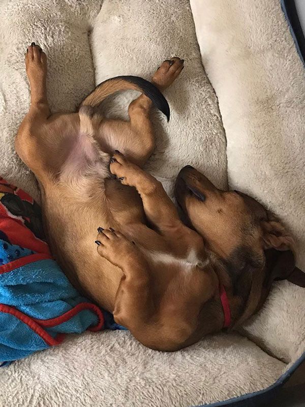 Brown dog sprawled on back in a fluffy bed
