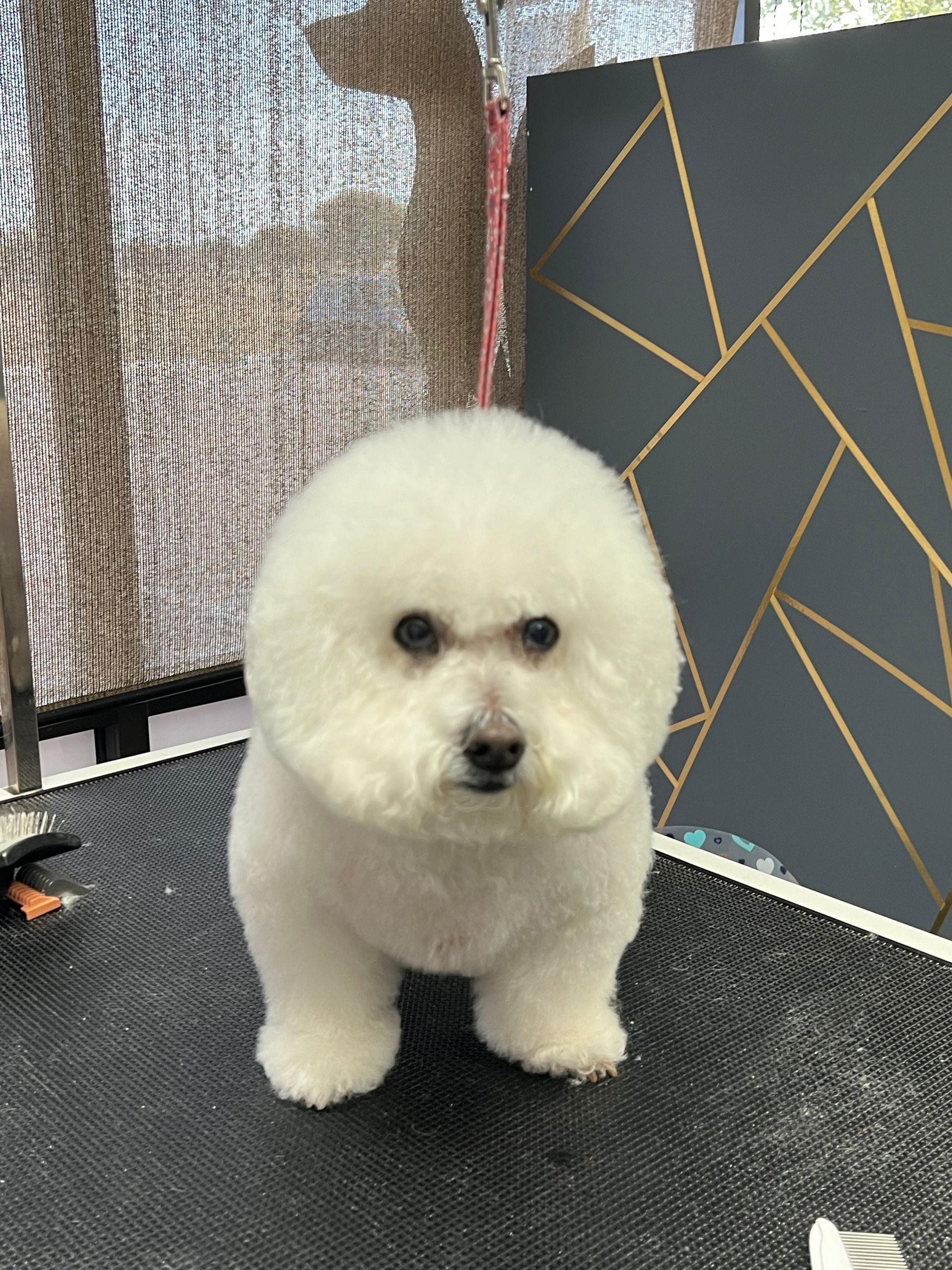 White bichon frise dog