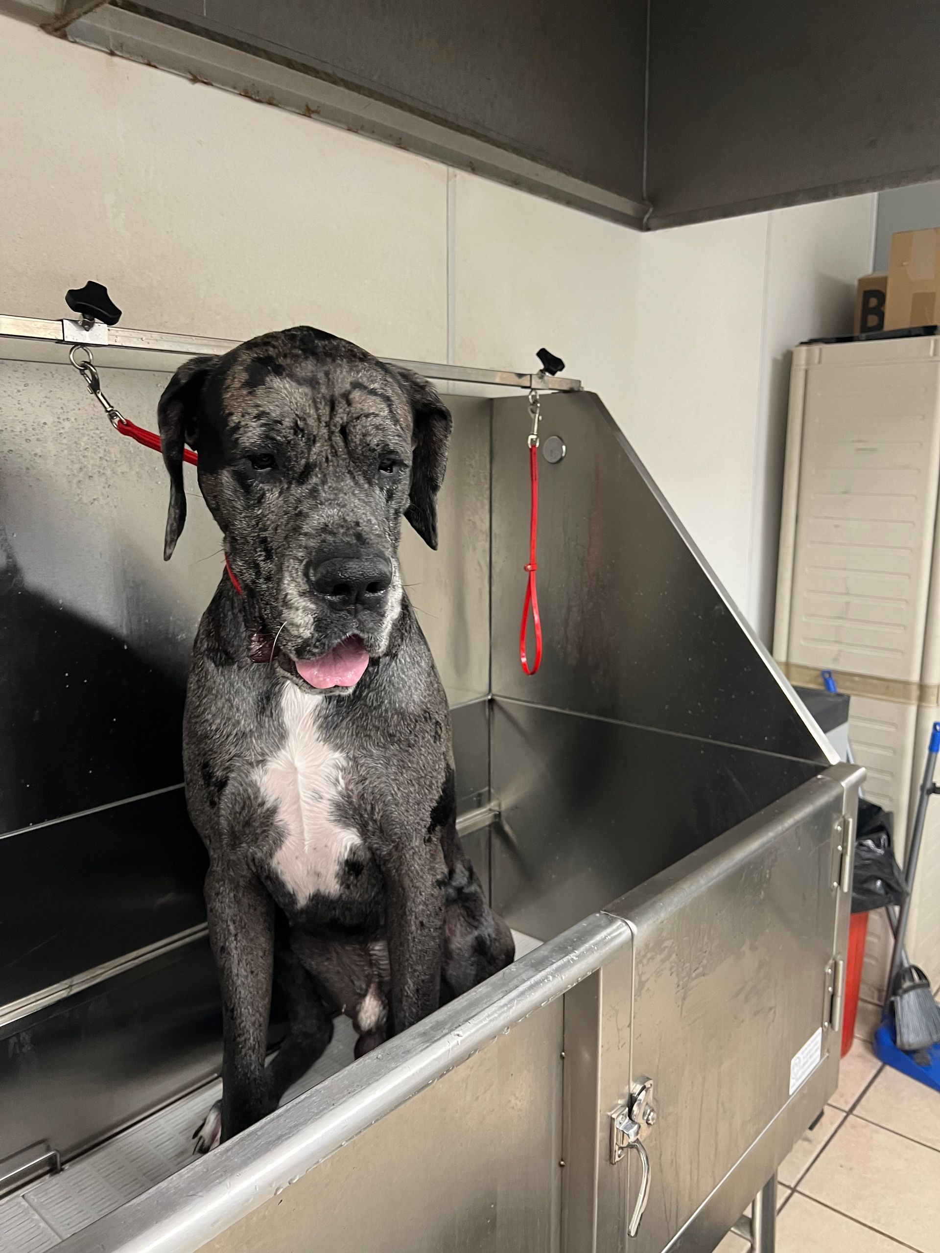 Dog with mottled gray fur sitting in a stainless steel dog wash basin