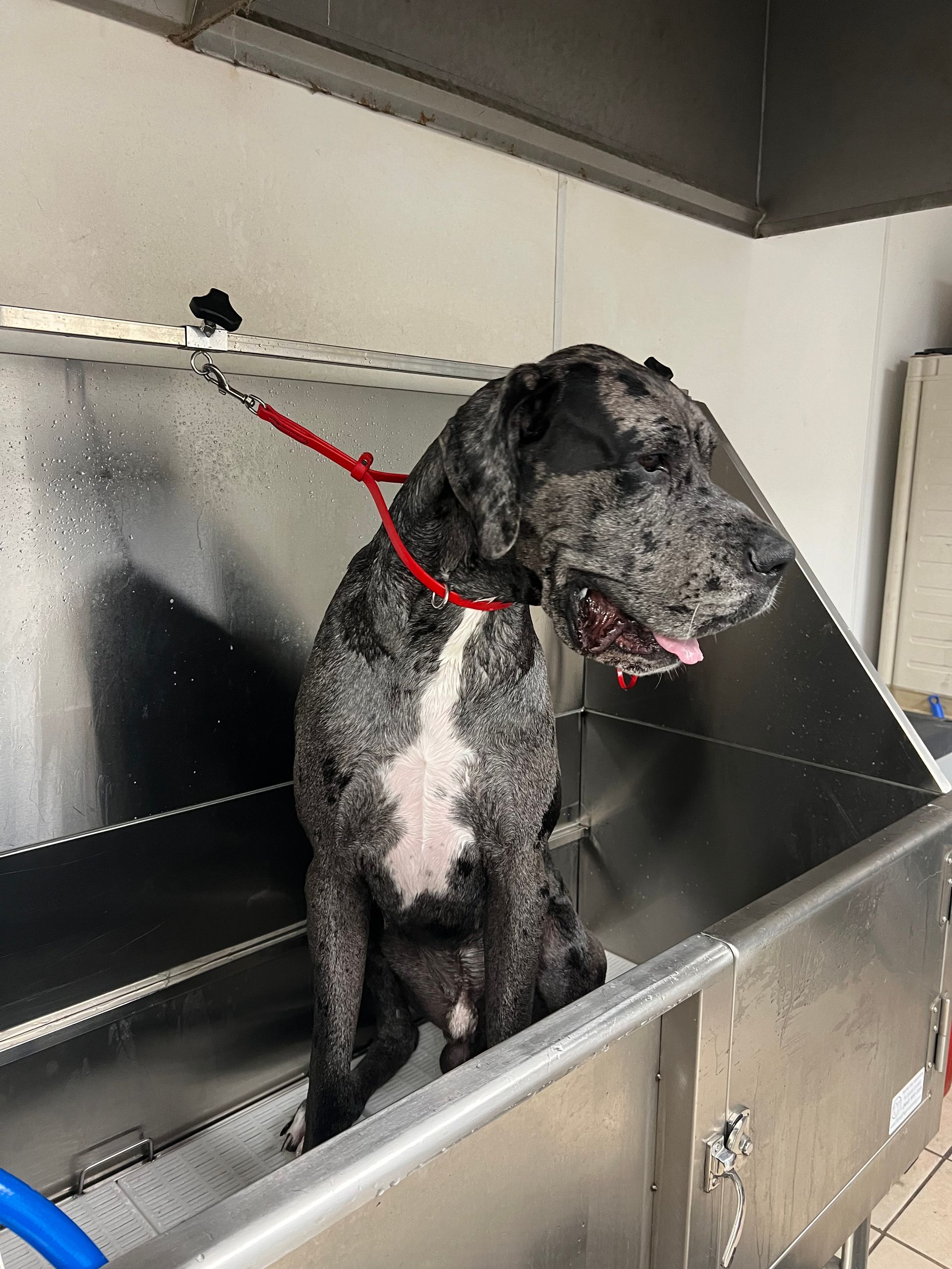 A great dane with a speckled coat sits in a metal dog wash tub