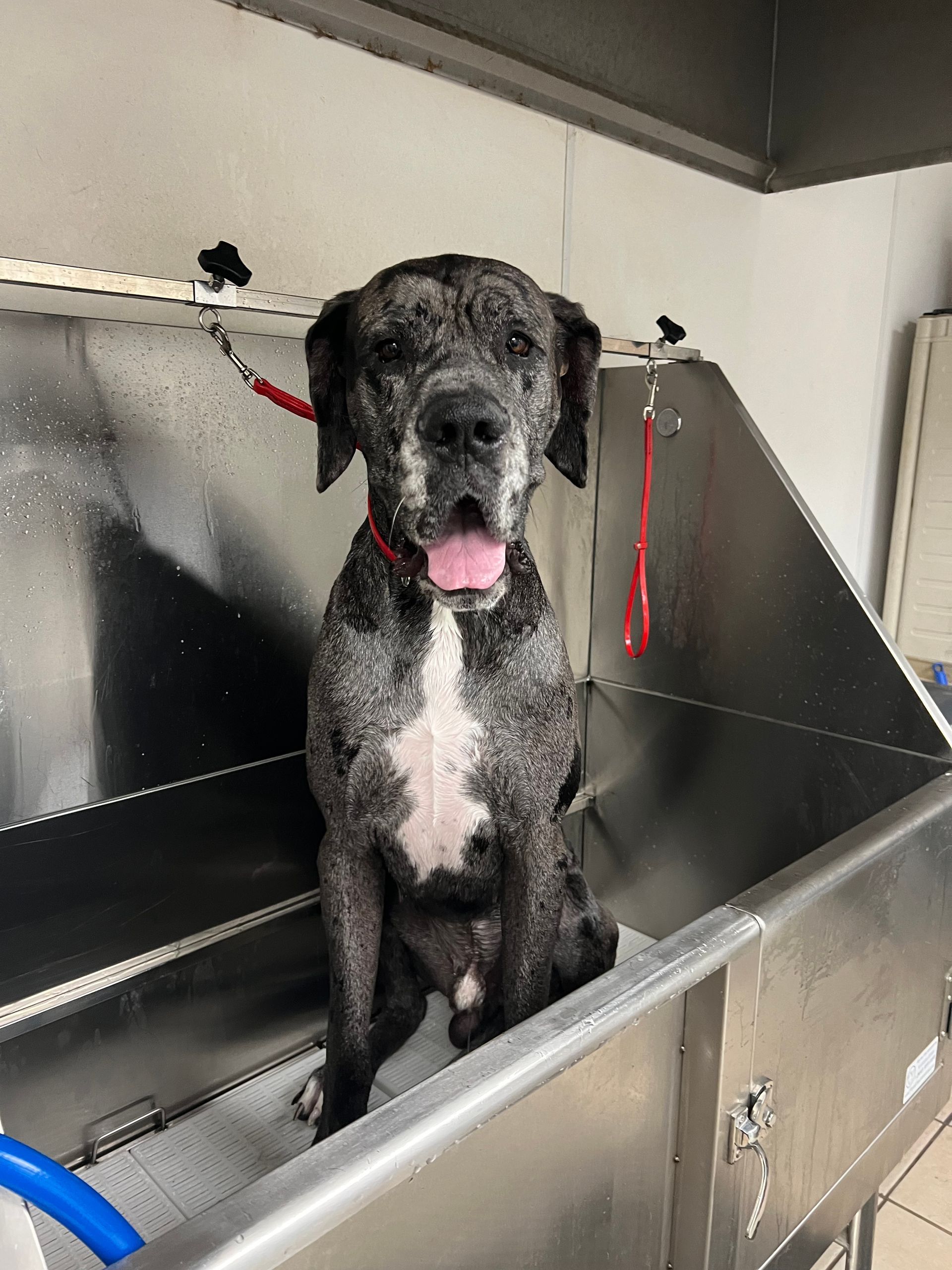 Wet dog