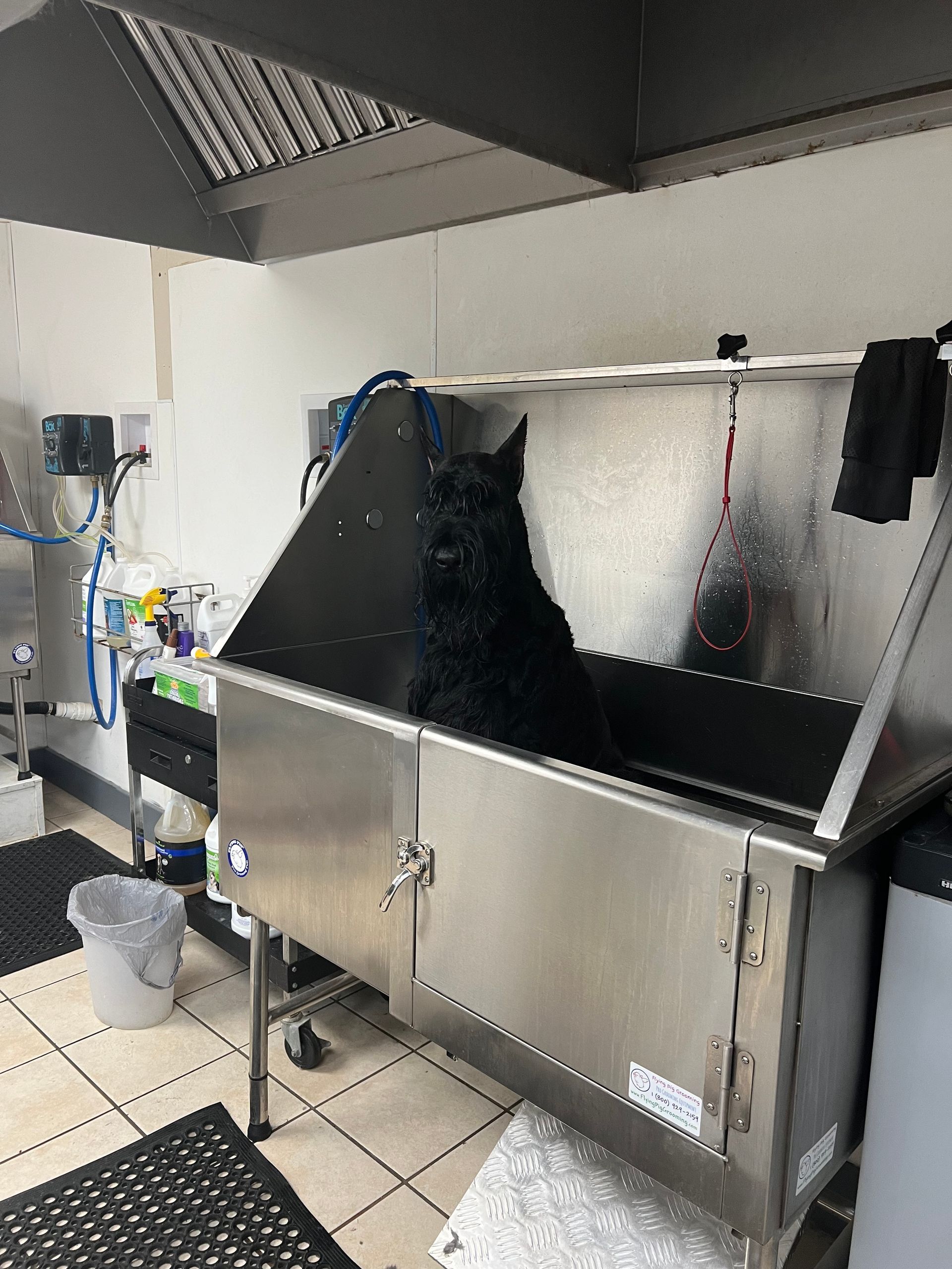 Black dog in a stainless steel grooming tub
