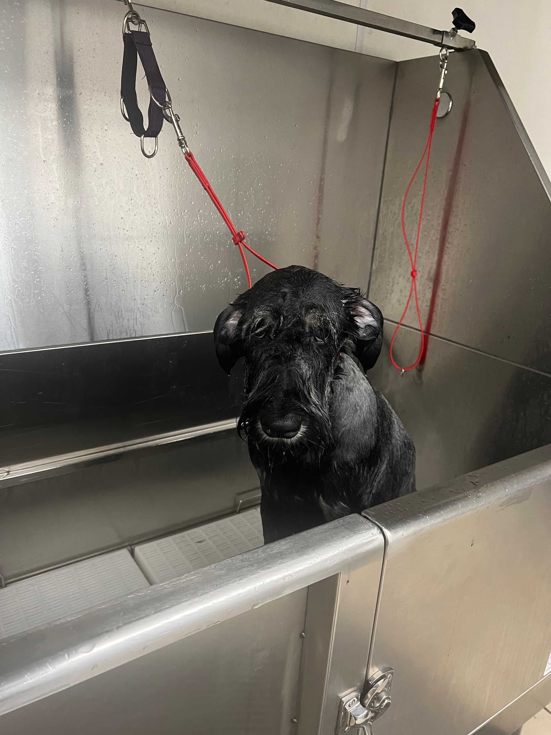 Black dog wet in a stainless steel grooming tub