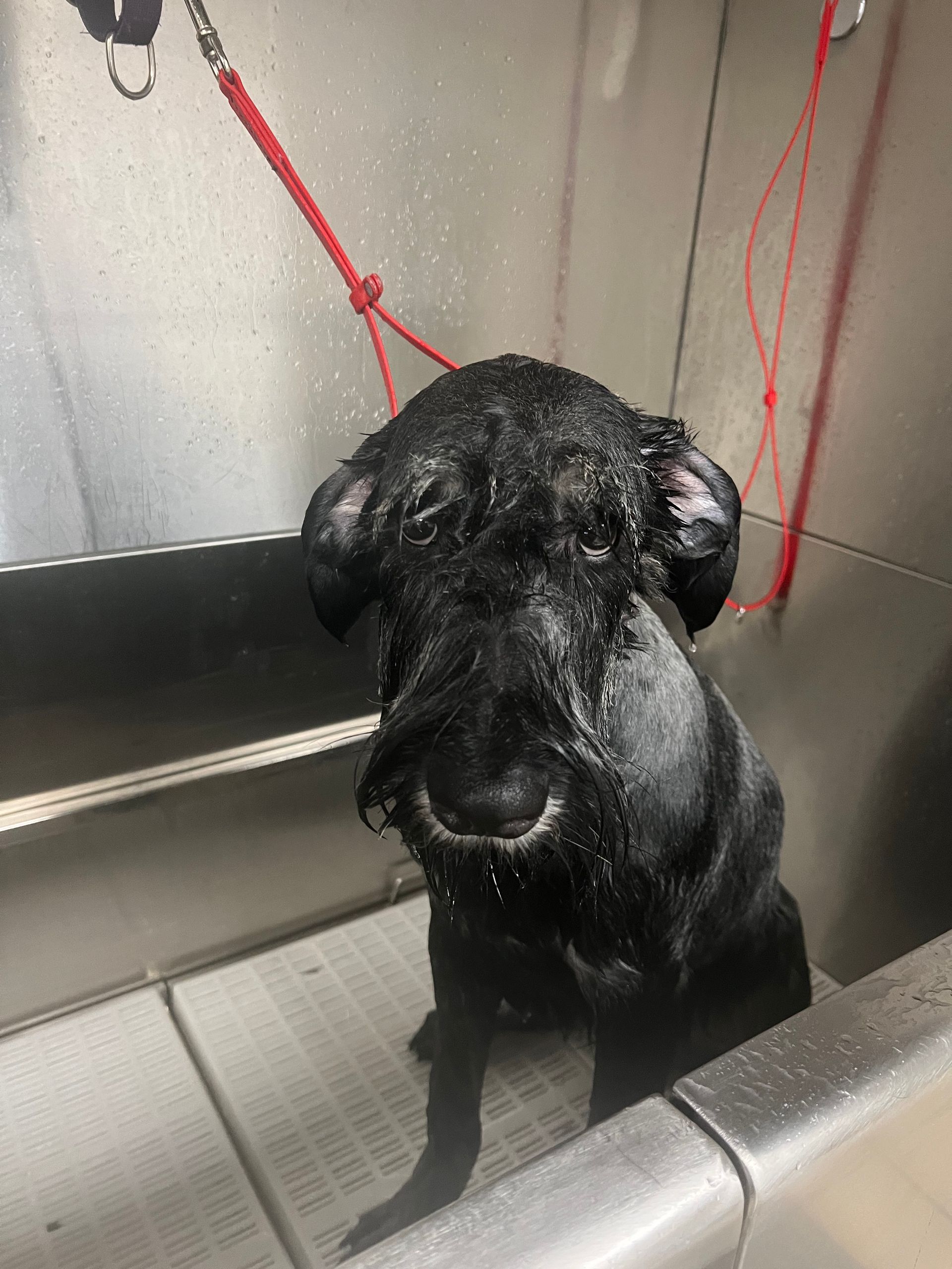 Wet black dog in a metallic tub