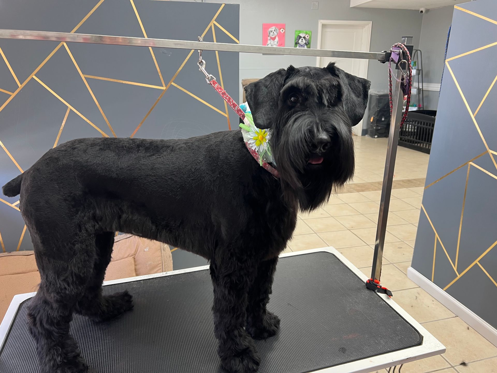 Black schnauzer dog on a grooming table