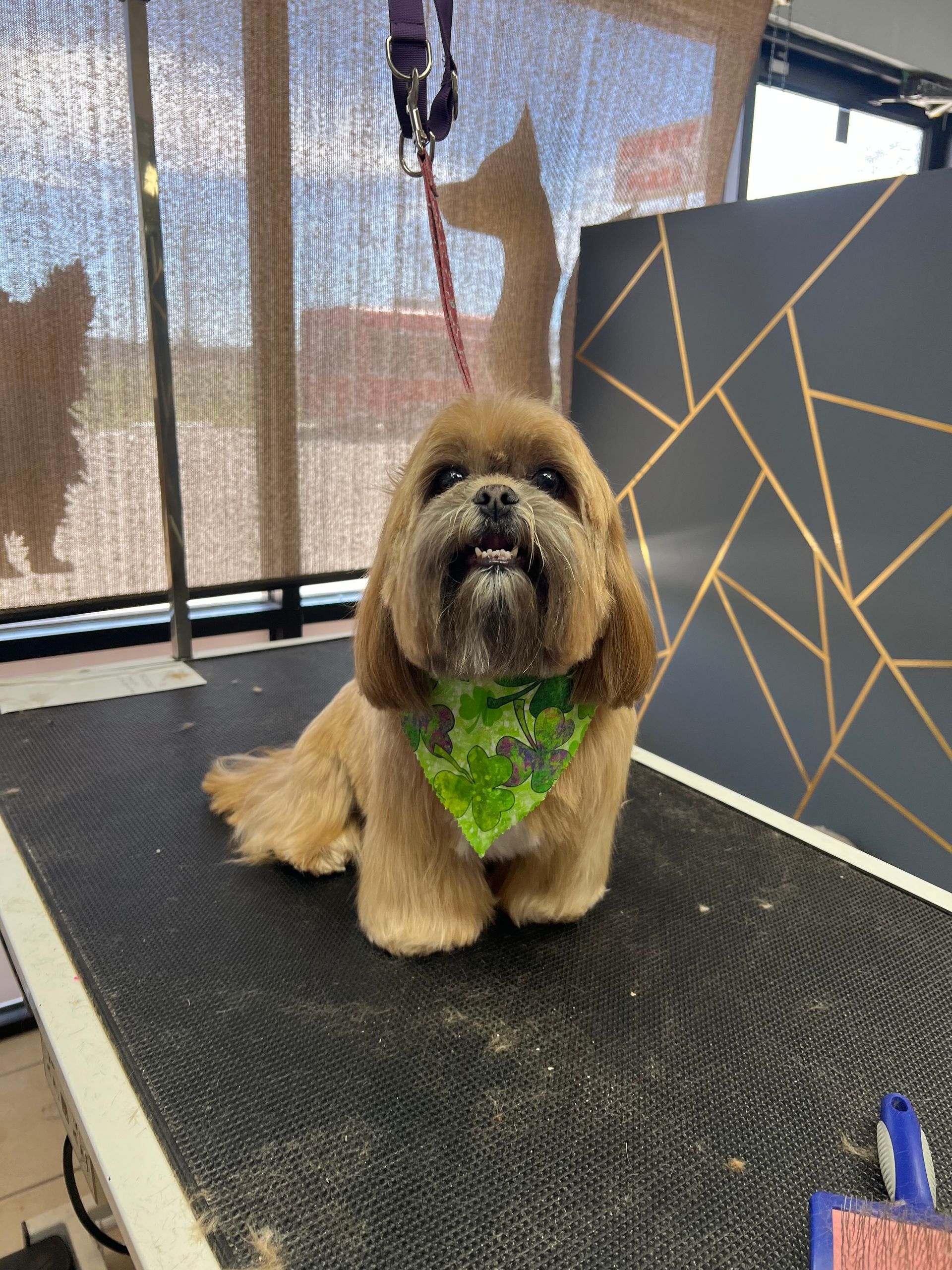 A fluffy tan shih tzu with a green bandana sits on a grooming table