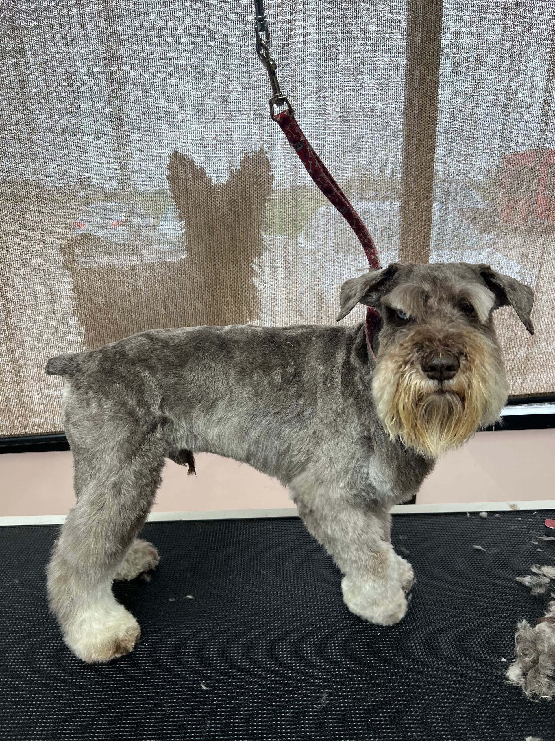 A schnauzer dog with a trimmed coat stands on a black mat