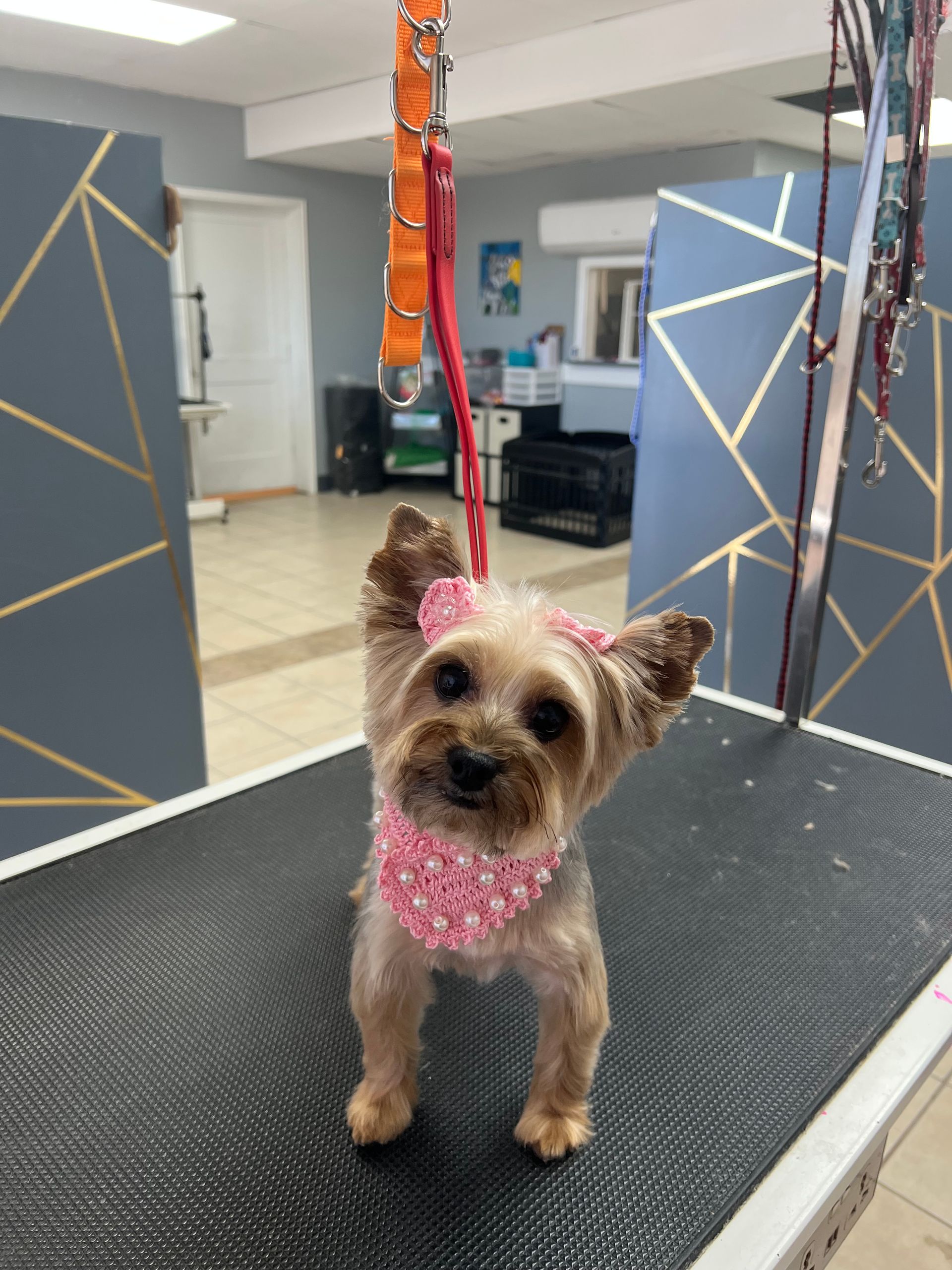 Yorkshire terrier wearing a pink bandana