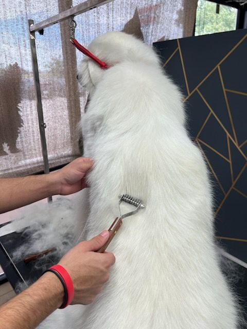 A person grooms a fluffy white dog with a rake brush