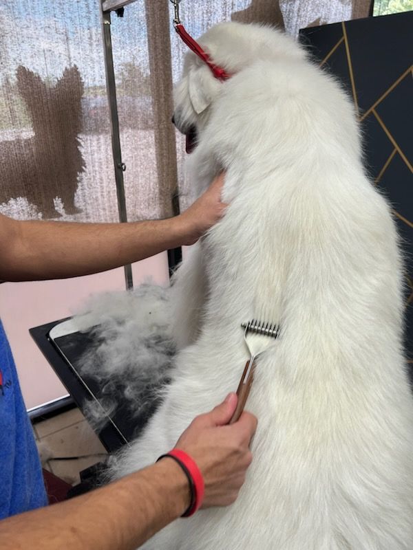 A person grooms a fluffy white dog with a rake brush