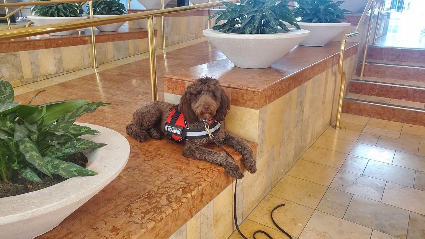 About Us | Cave Creek K9 | Arizona Dog Trainer