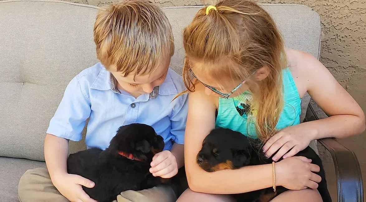 Board & Train Programs | Cave Creek K9 | Arizona Dog Trainer