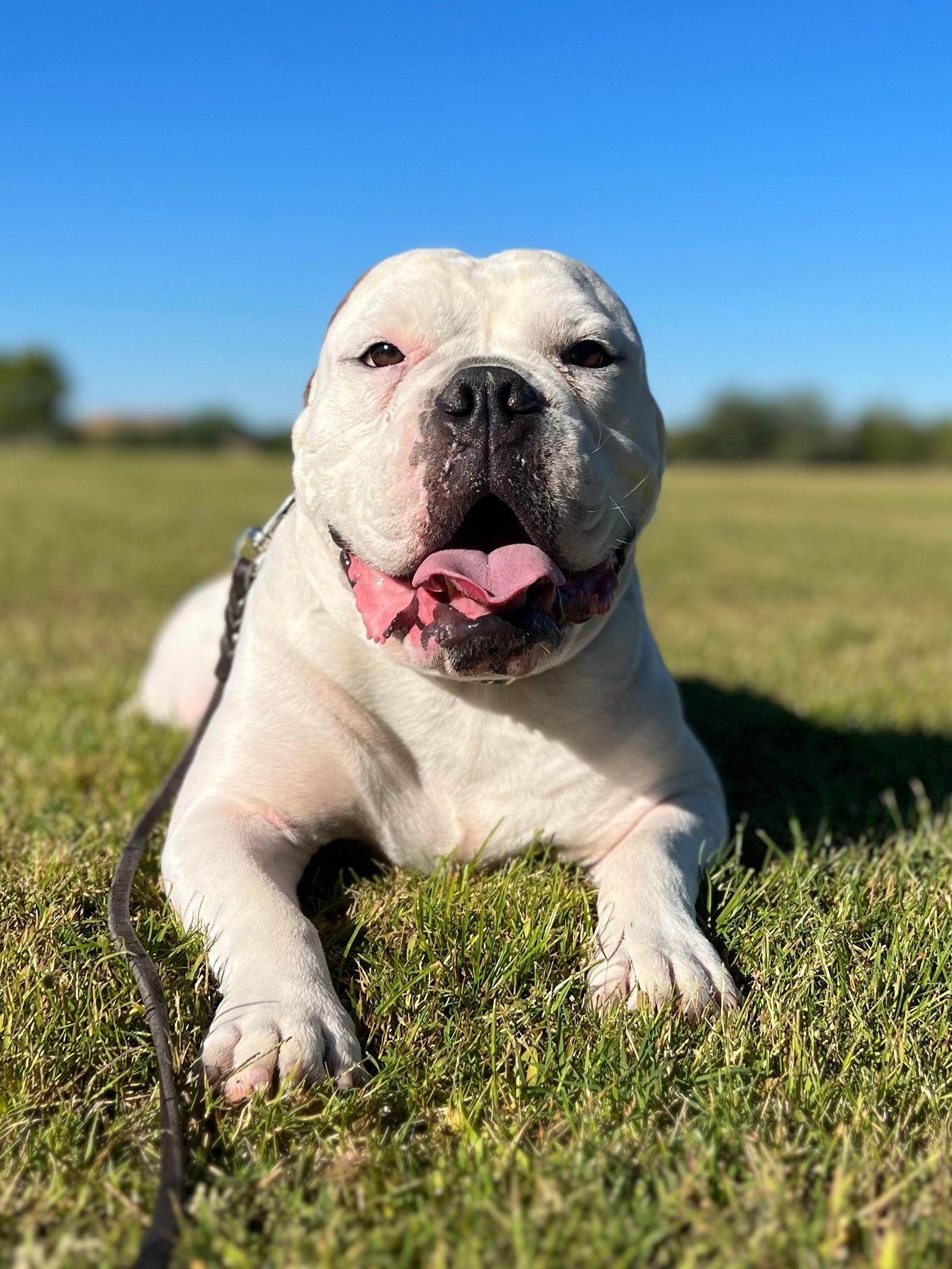 About Us | Cave Creek K9 | Arizona Dog Trainer