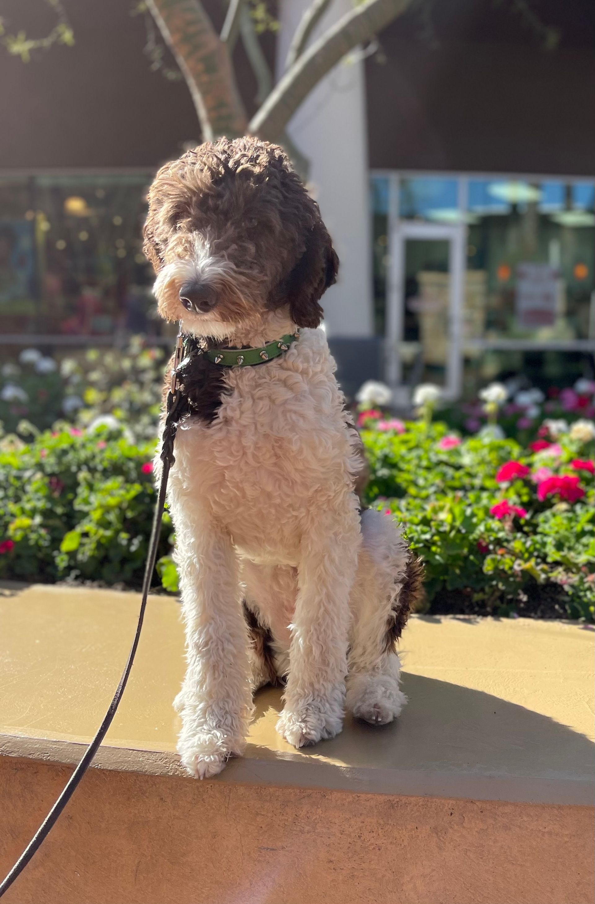About Us | Cave Creek K9 | Arizona Dog Trainer