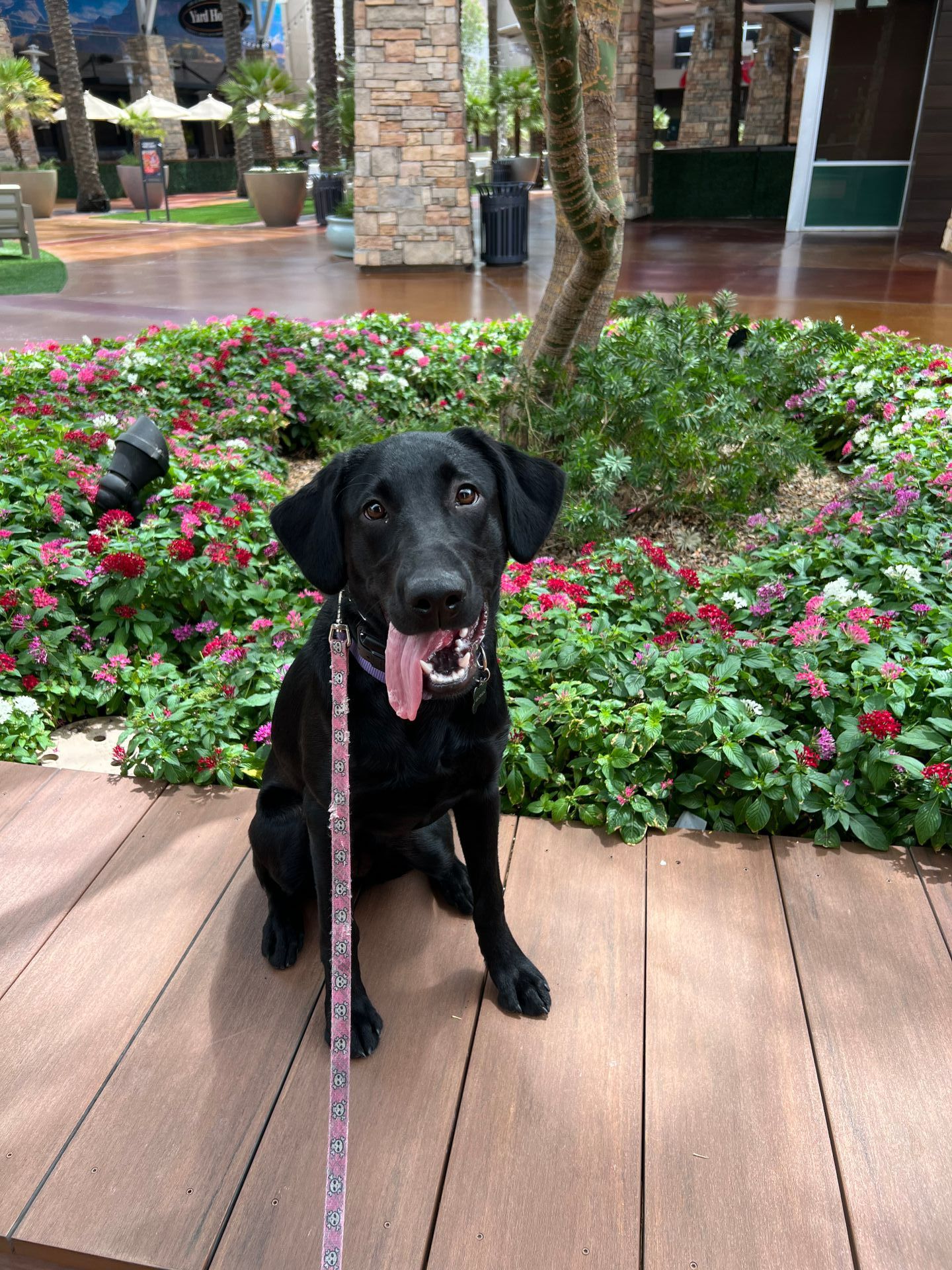 About Us | Cave Creek K9 | Arizona Dog Trainer