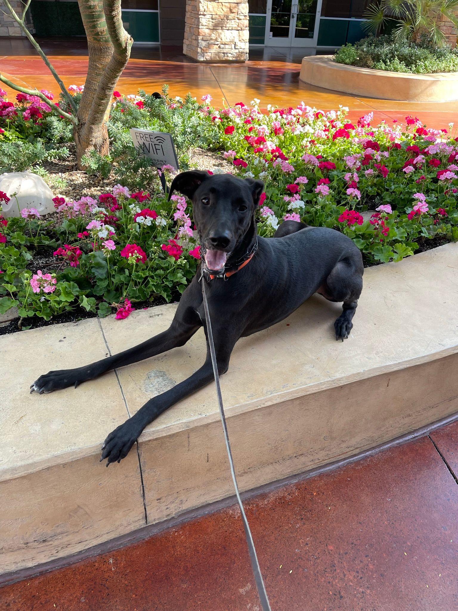 About Us | Cave Creek K9 | Arizona Dog Trainer