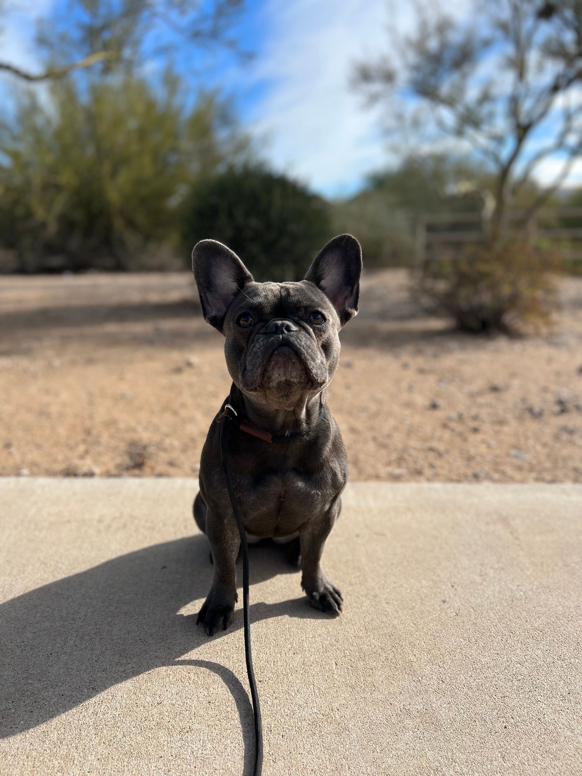 About Us | Cave Creek K9 | Arizona Dog Trainer