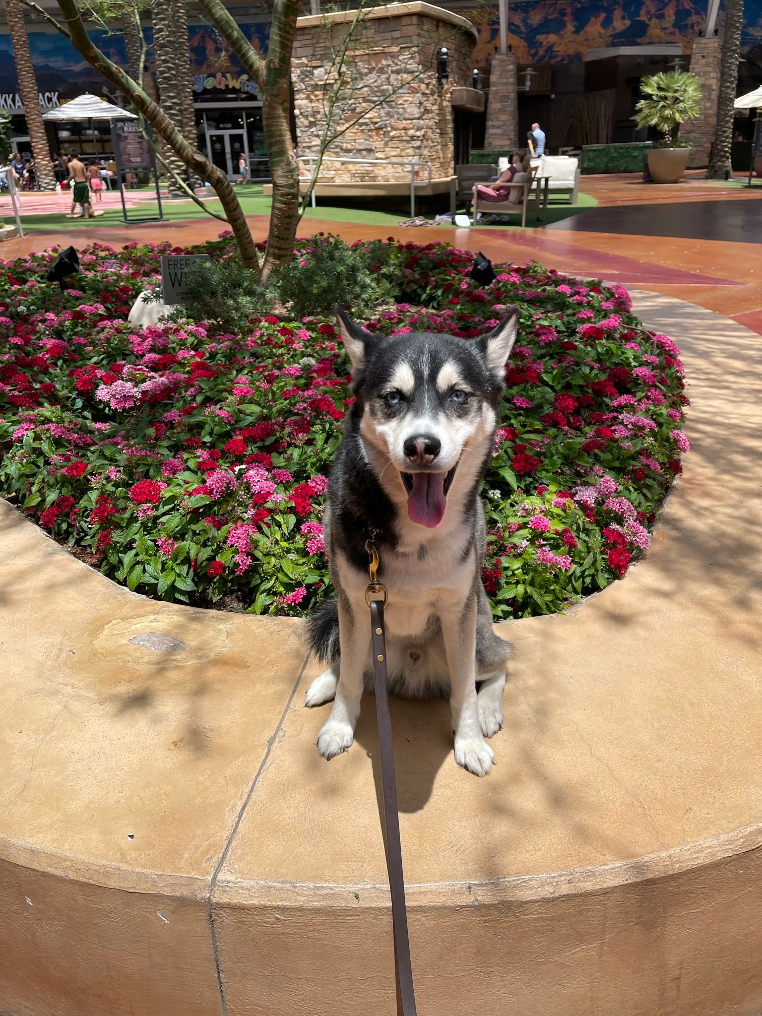 About Us | Cave Creek K9 | Arizona Dog Trainer