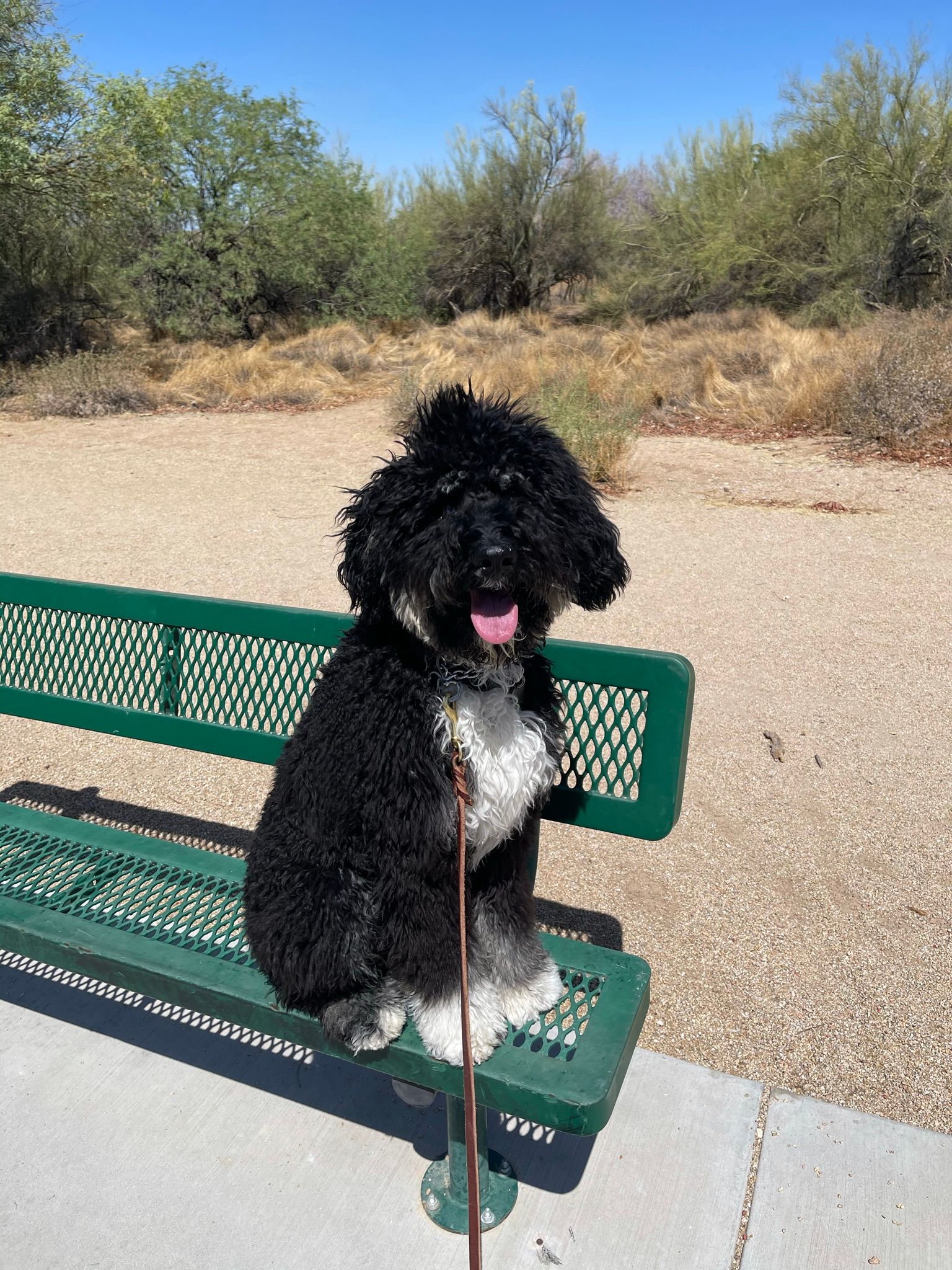 About Us | Cave Creek K9 | Arizona Dog Trainer