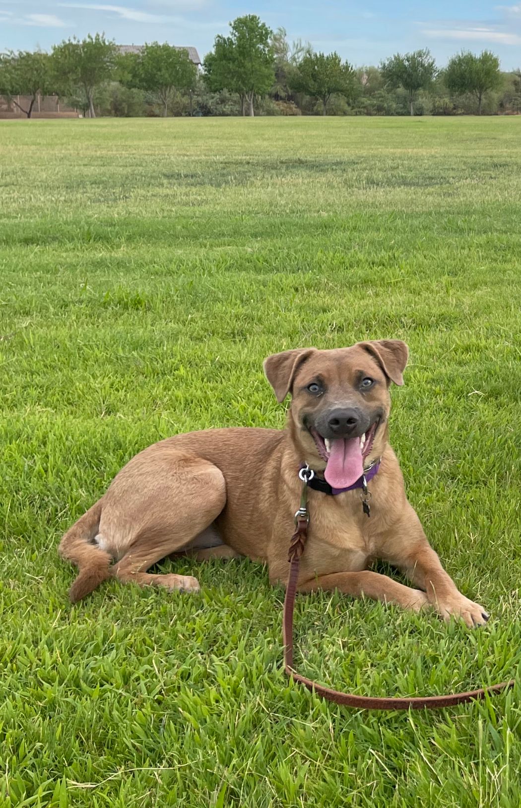About Us | Cave Creek K9 | Arizona Dog Trainer