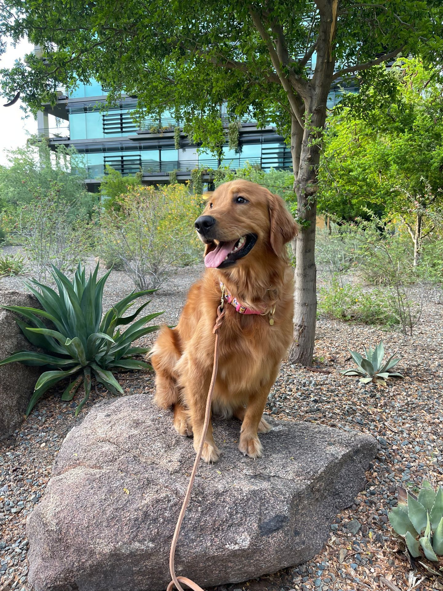Cave Creek K9 | Arizona Dog Trainer