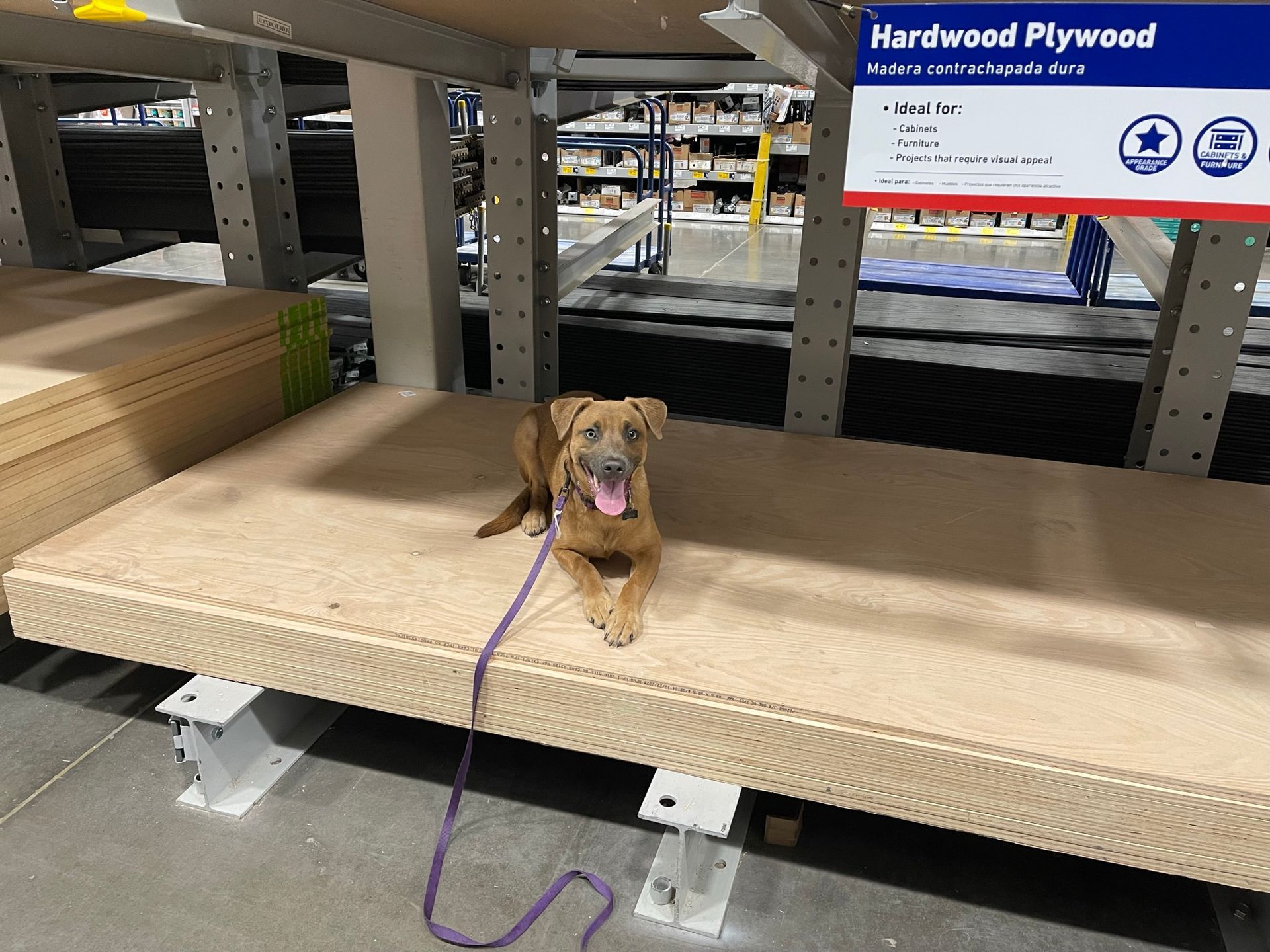 About Us | Cave Creek K9 | Arizona Dog Trainer
