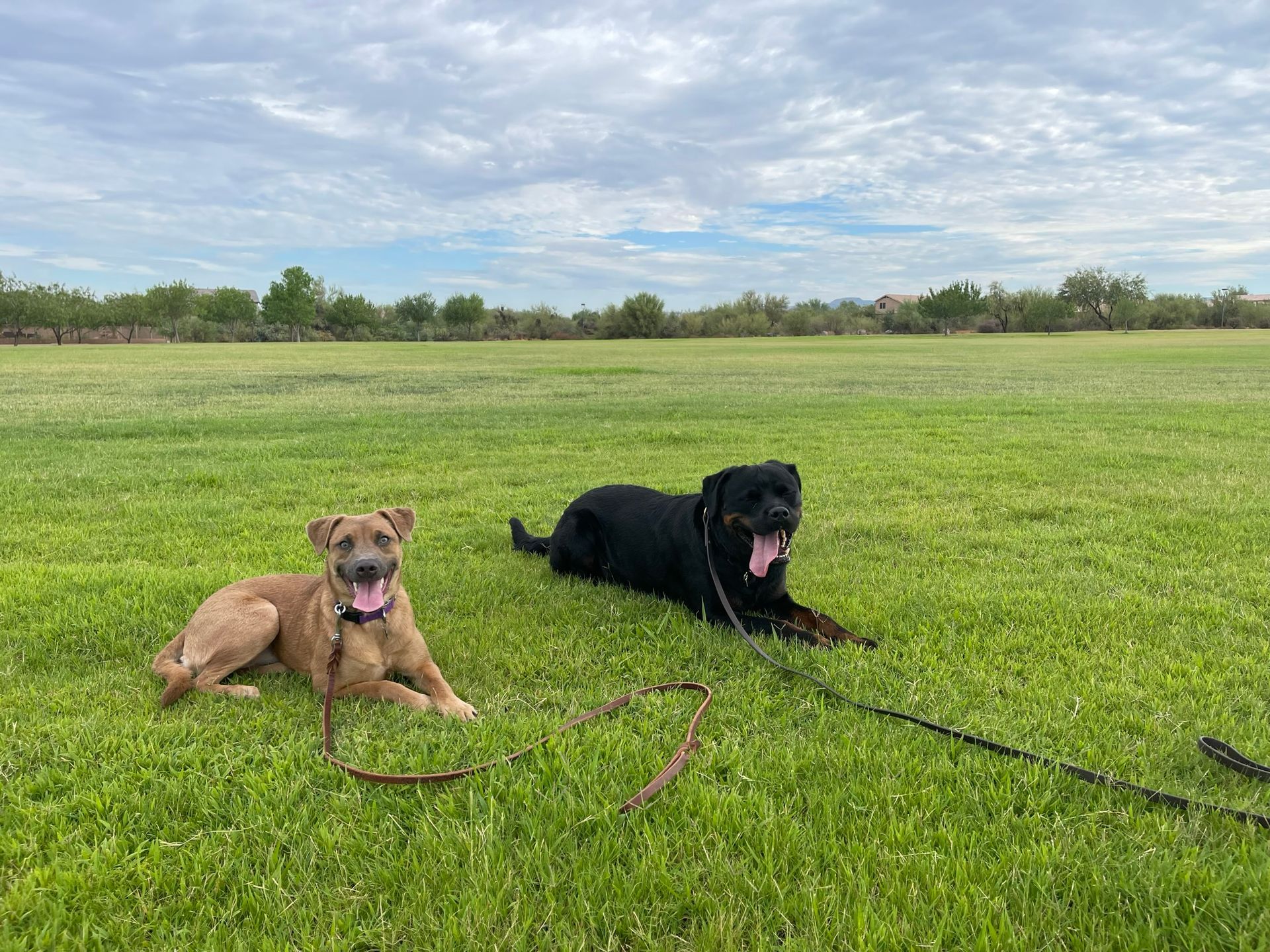 About Us | Cave Creek K9 | Arizona Dog Trainer