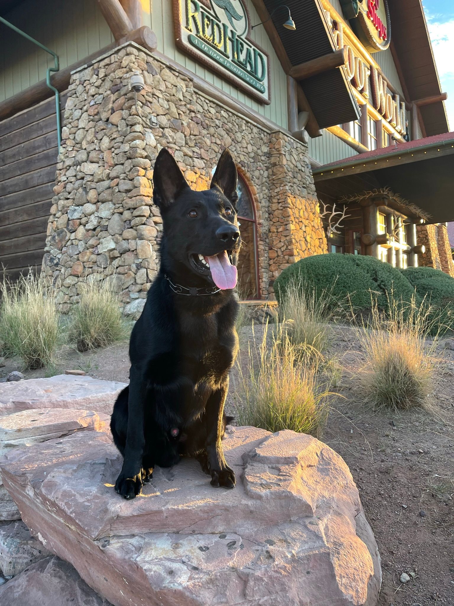 About Us | Cave Creek K9 | Arizona Dog Trainer
