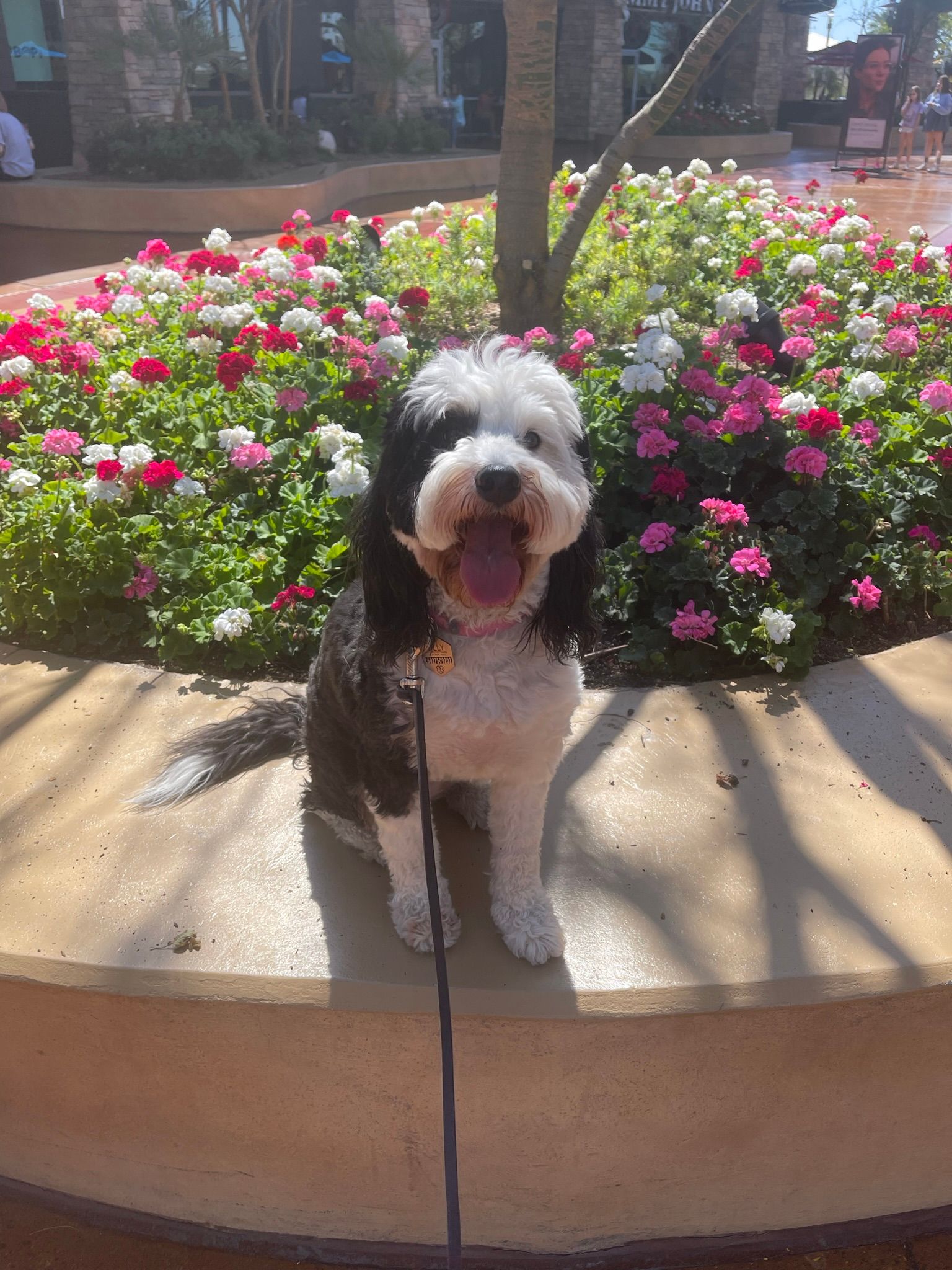 About Us | Cave Creek K9 | Arizona Dog Trainer