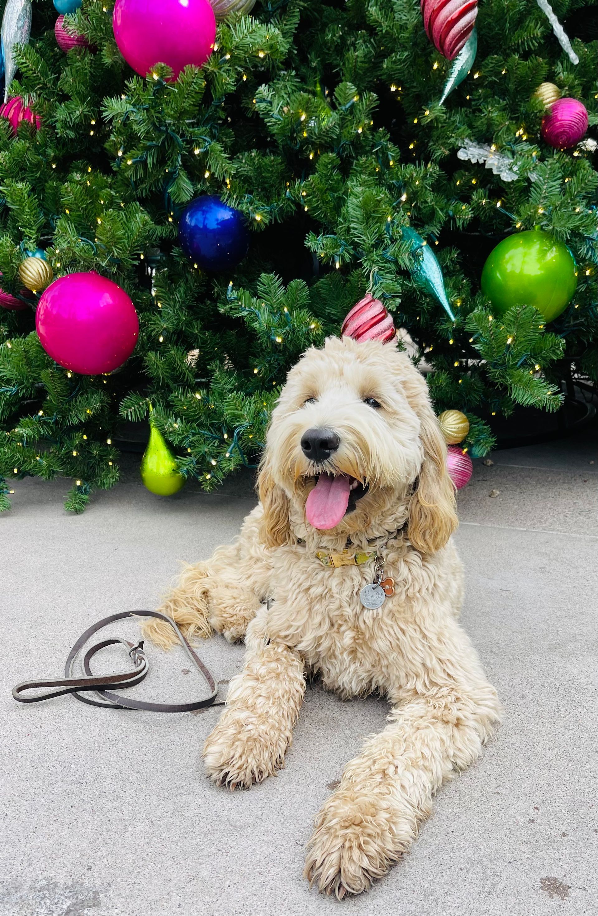 About Us | Cave Creek K9 | Arizona Dog Trainer