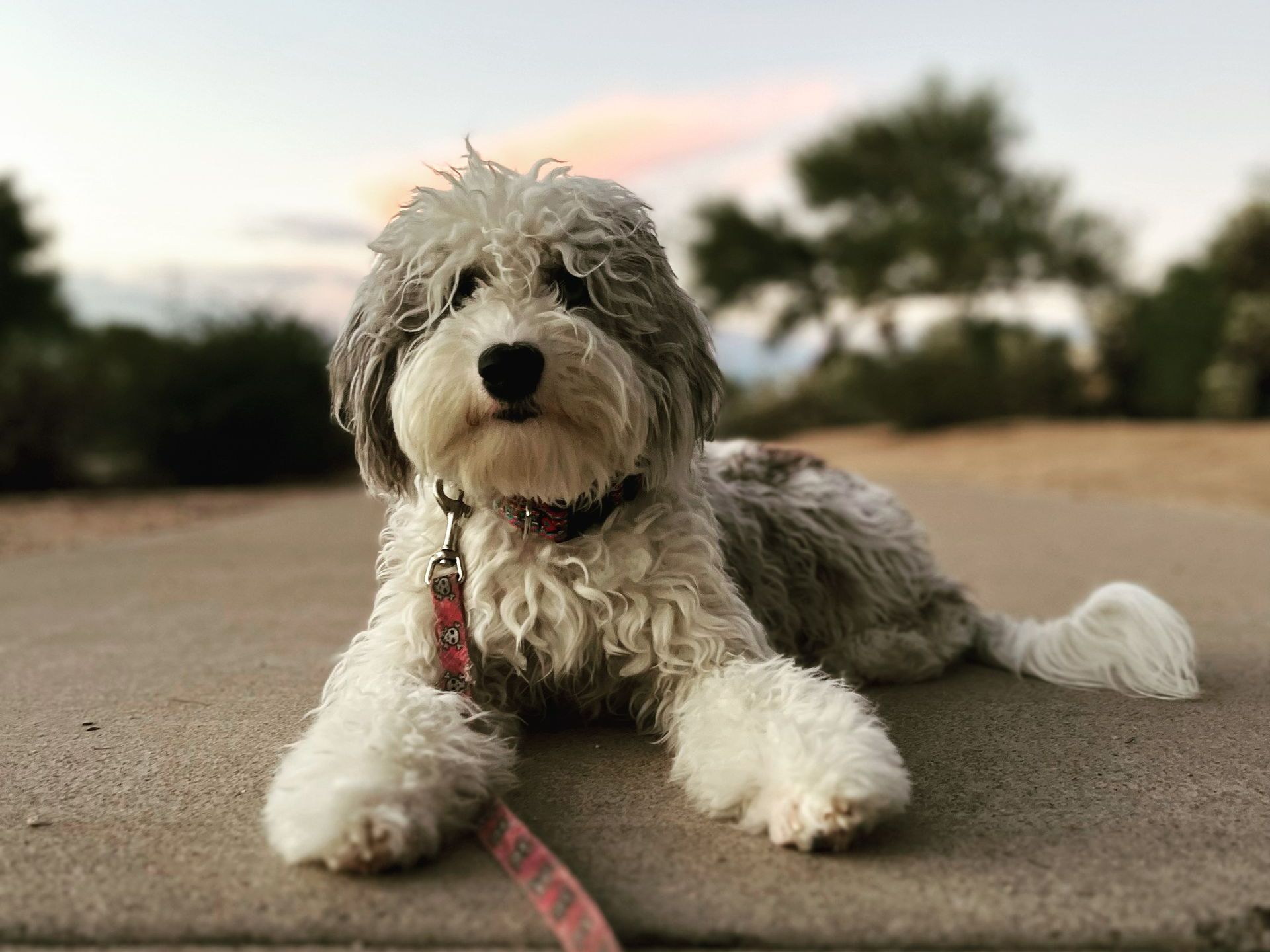Board & Train Programs | Cave Creek K9 | Arizona Dog Trainer